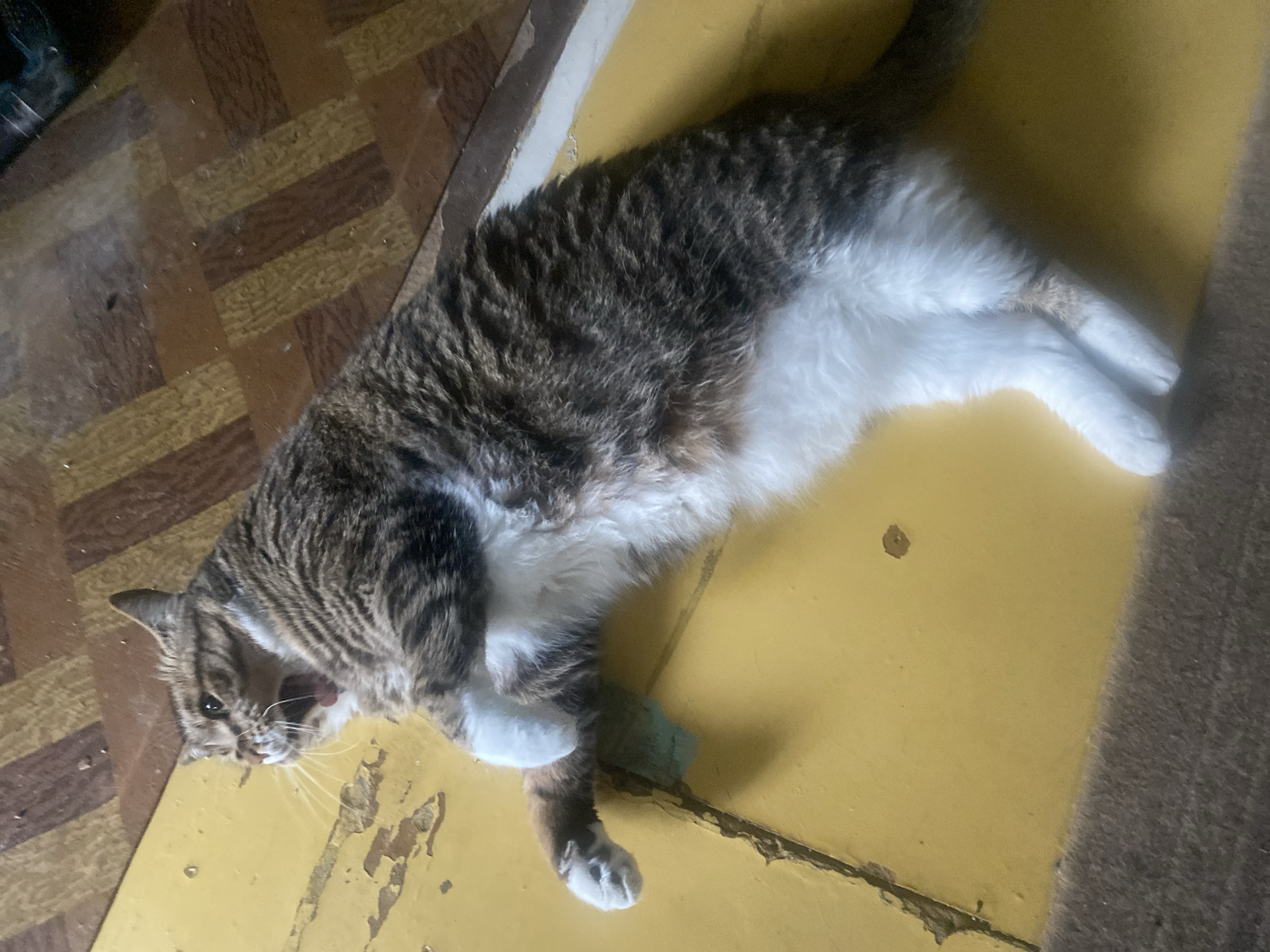 Cat naps, park signs, and an evening in a teal robe