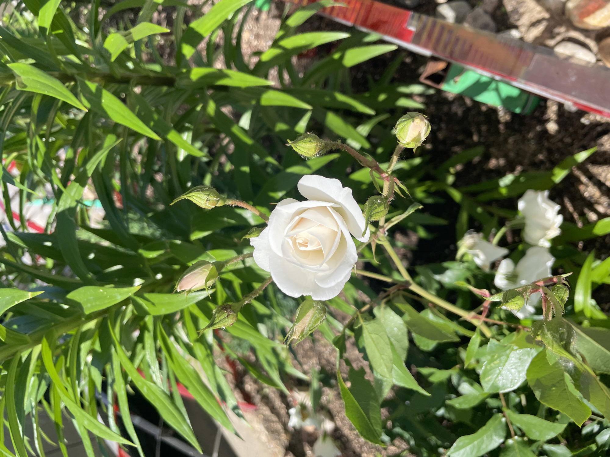 Slow afternoon in a garden, flowers and small things