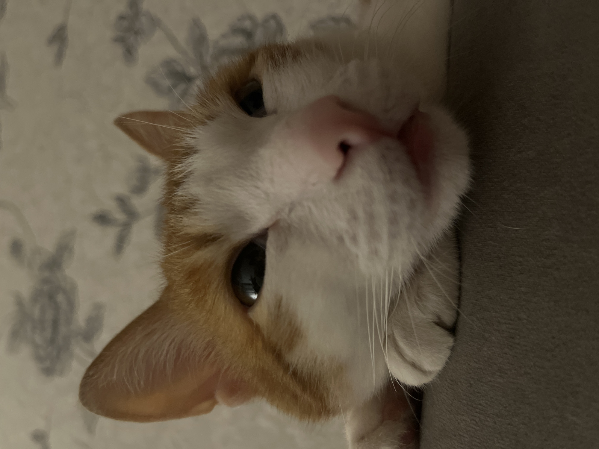 Orange and white cat photographed resting indoors in Chaikovsky