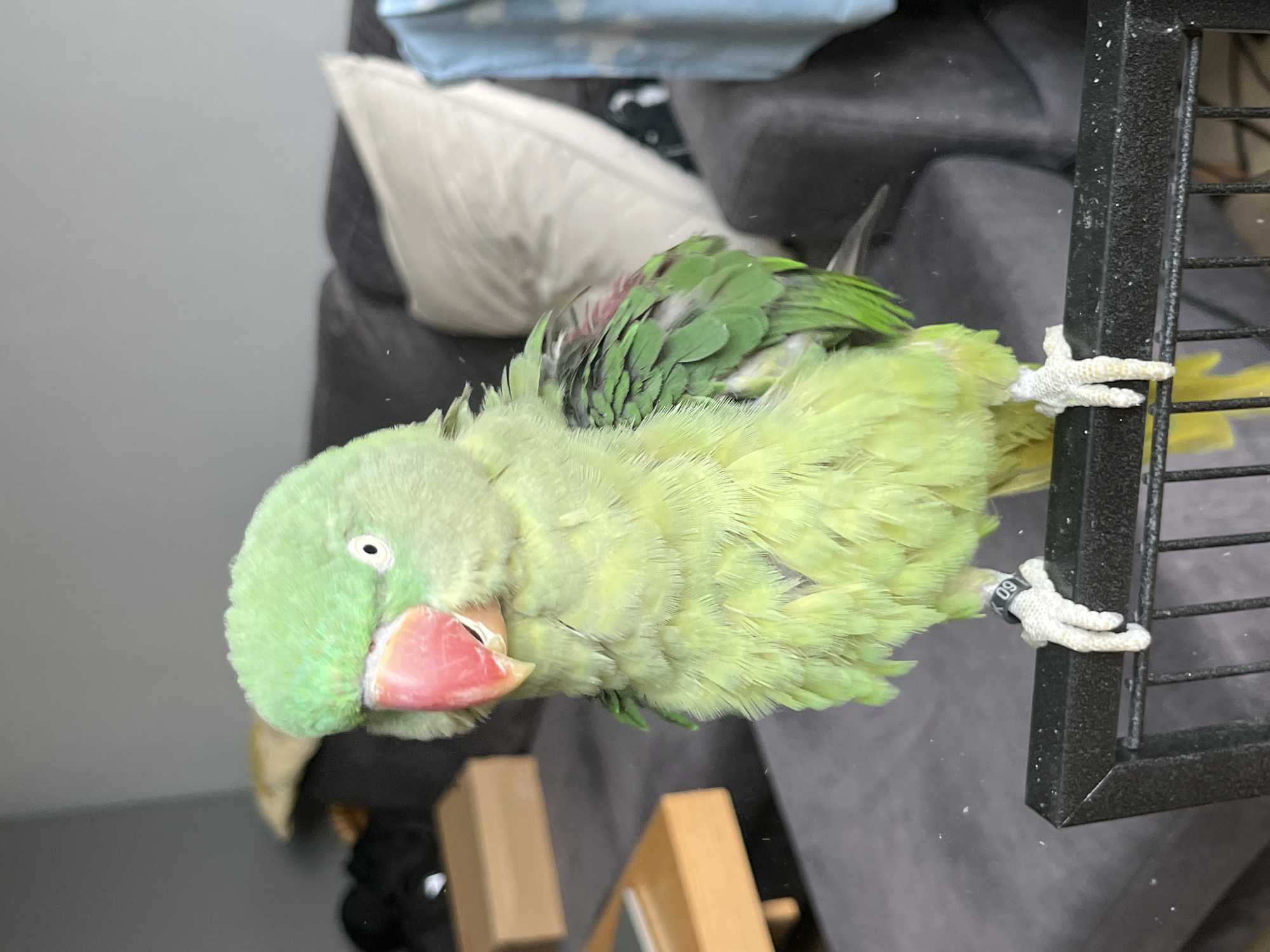 Green ringneck parrot at home in Pazardzhik, Bulgaria