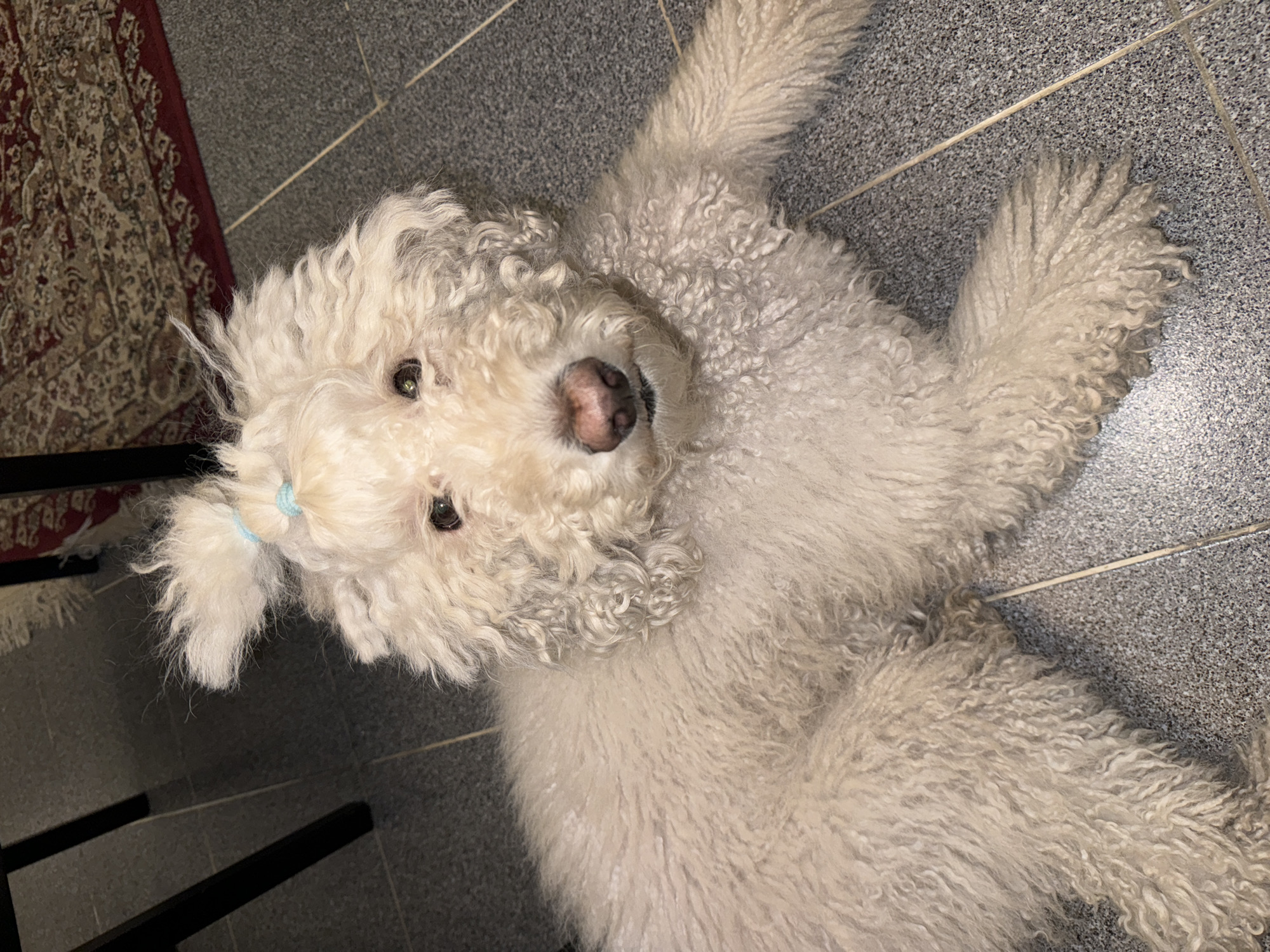White dog plays with toy in Krasnoyarsk kitchen