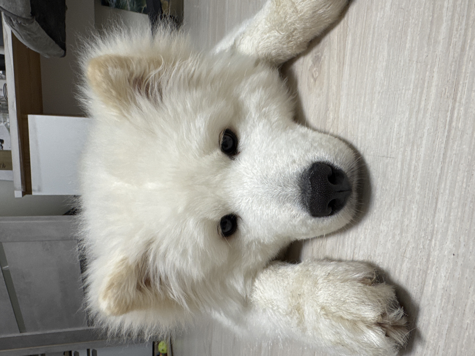 Quiet evening with pets and brandy in Chaikovsky home