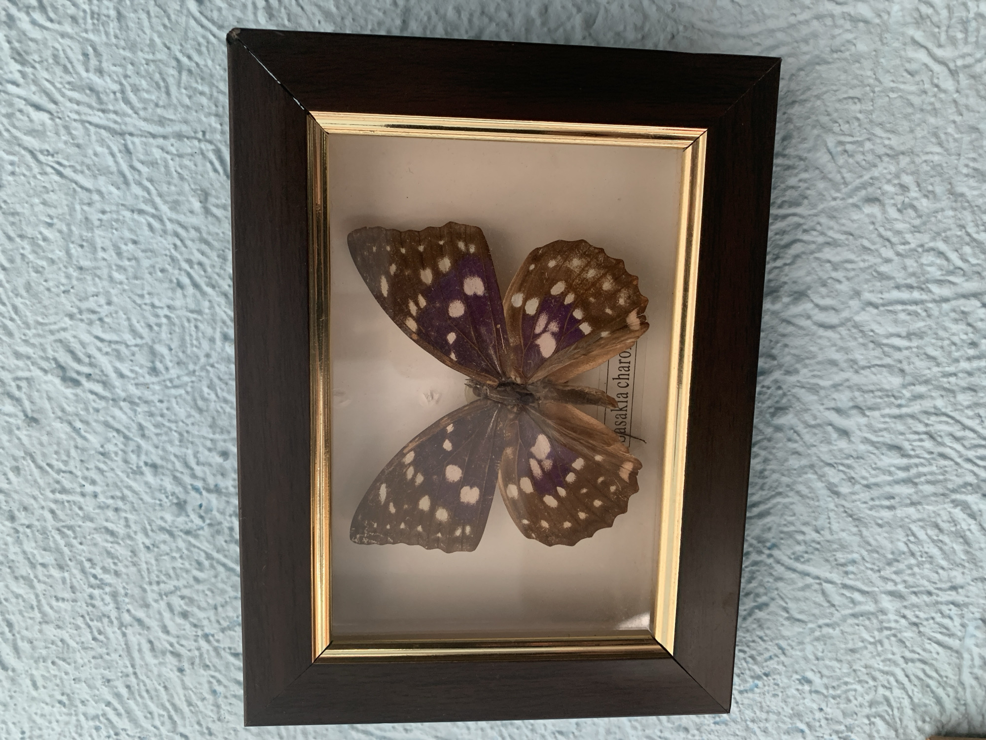 Cats, crafts, and keepsakes from a Petropavl home