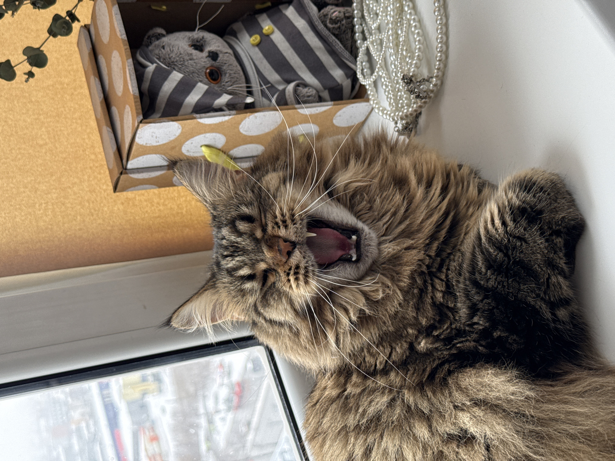 Cat yawns on windowsill in Izhevsk, Russia