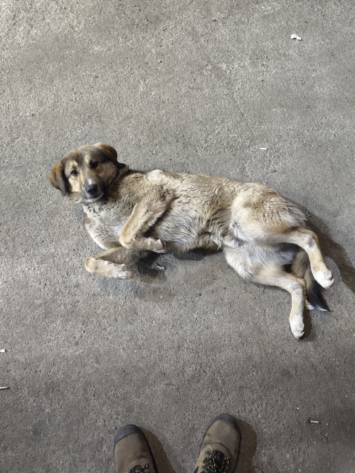 Dog enjoys belly rubs in casual moments in Burgas