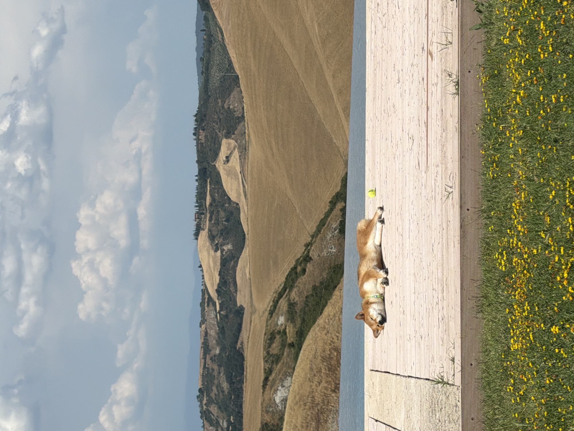Shiba Inu napping on a sunny deck in Asciano