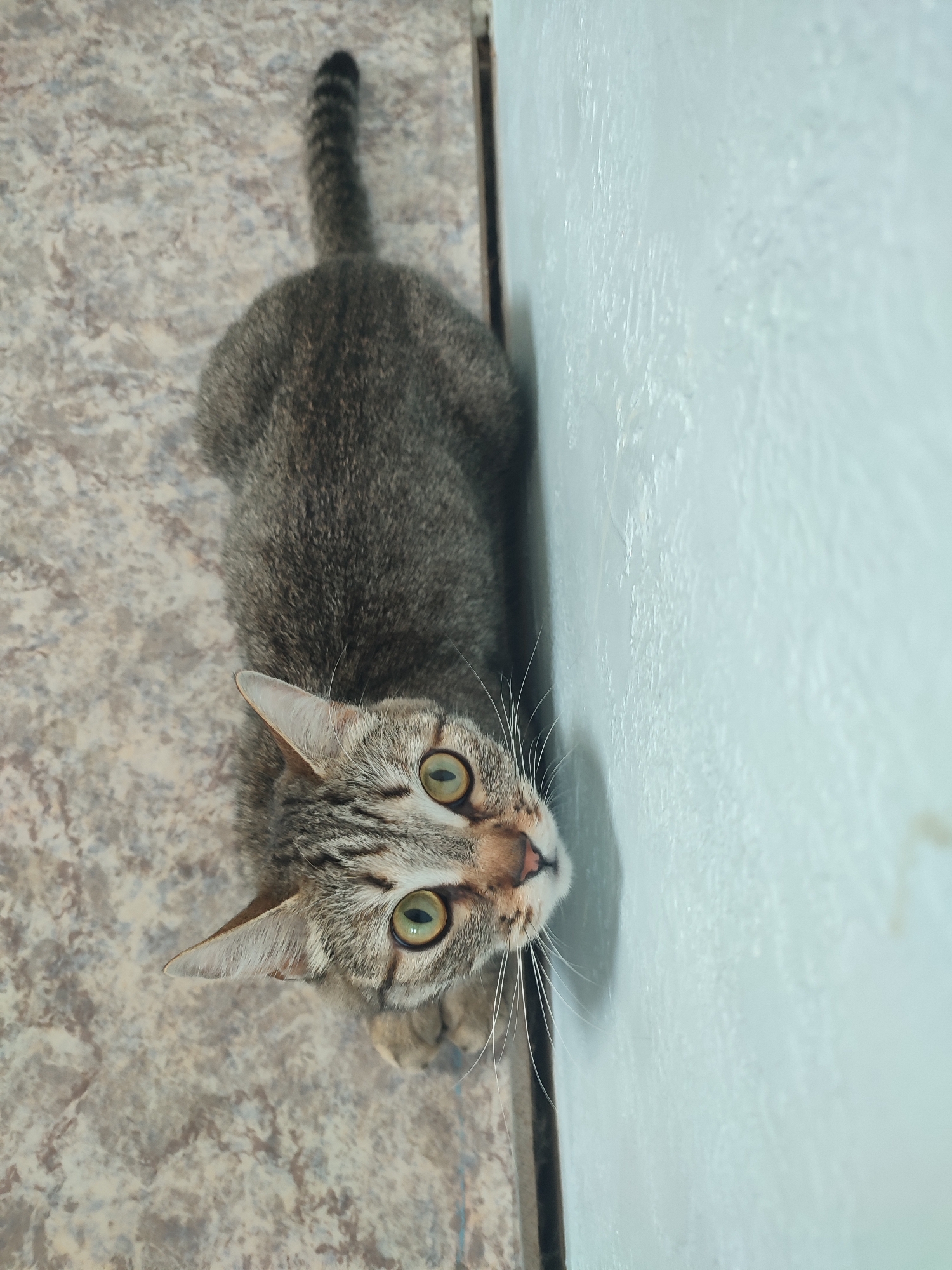Tabby cat observed in multiple indoor settings over morning hours