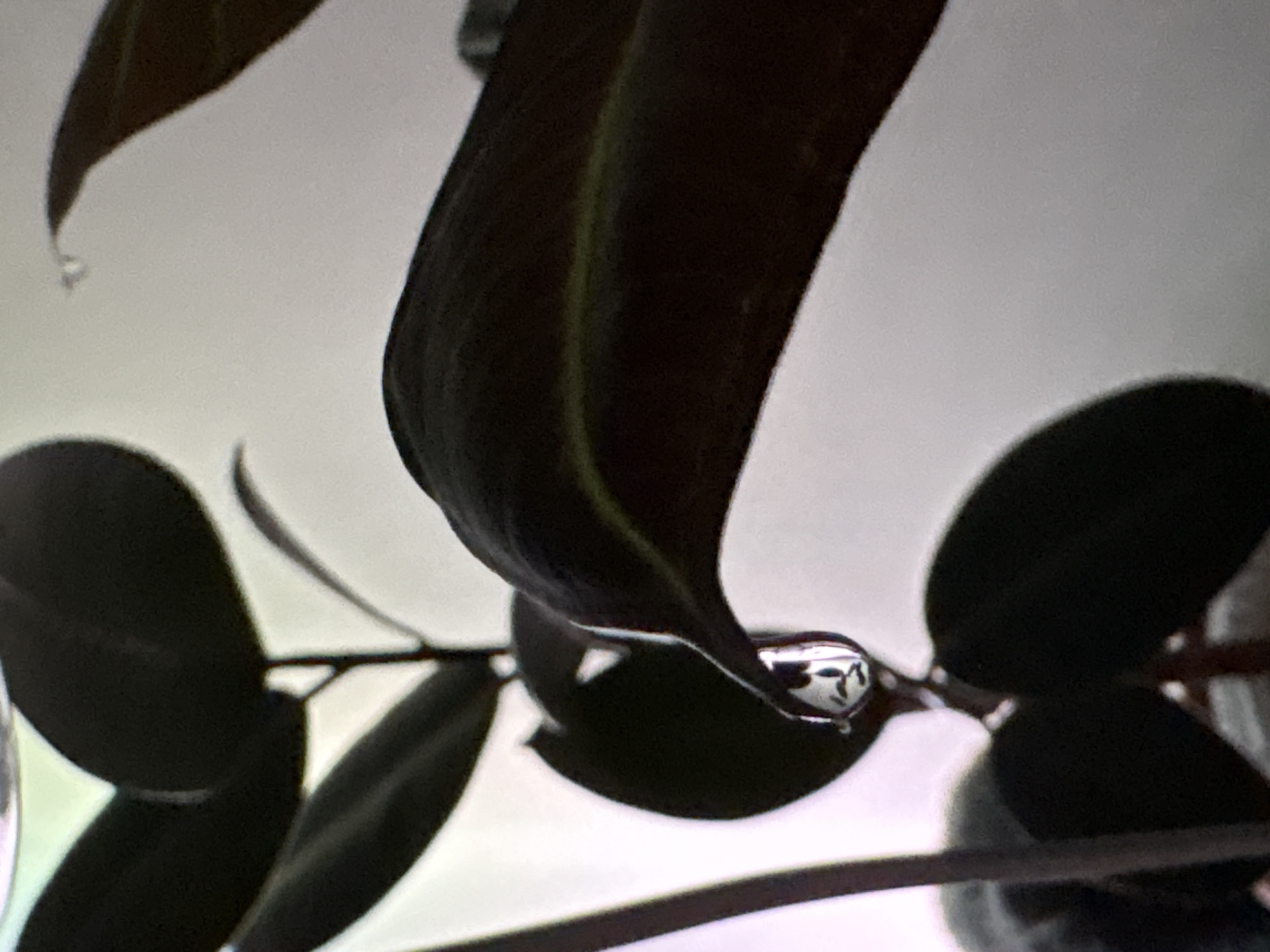 Water droplets photographed on plant leaves in Shushary