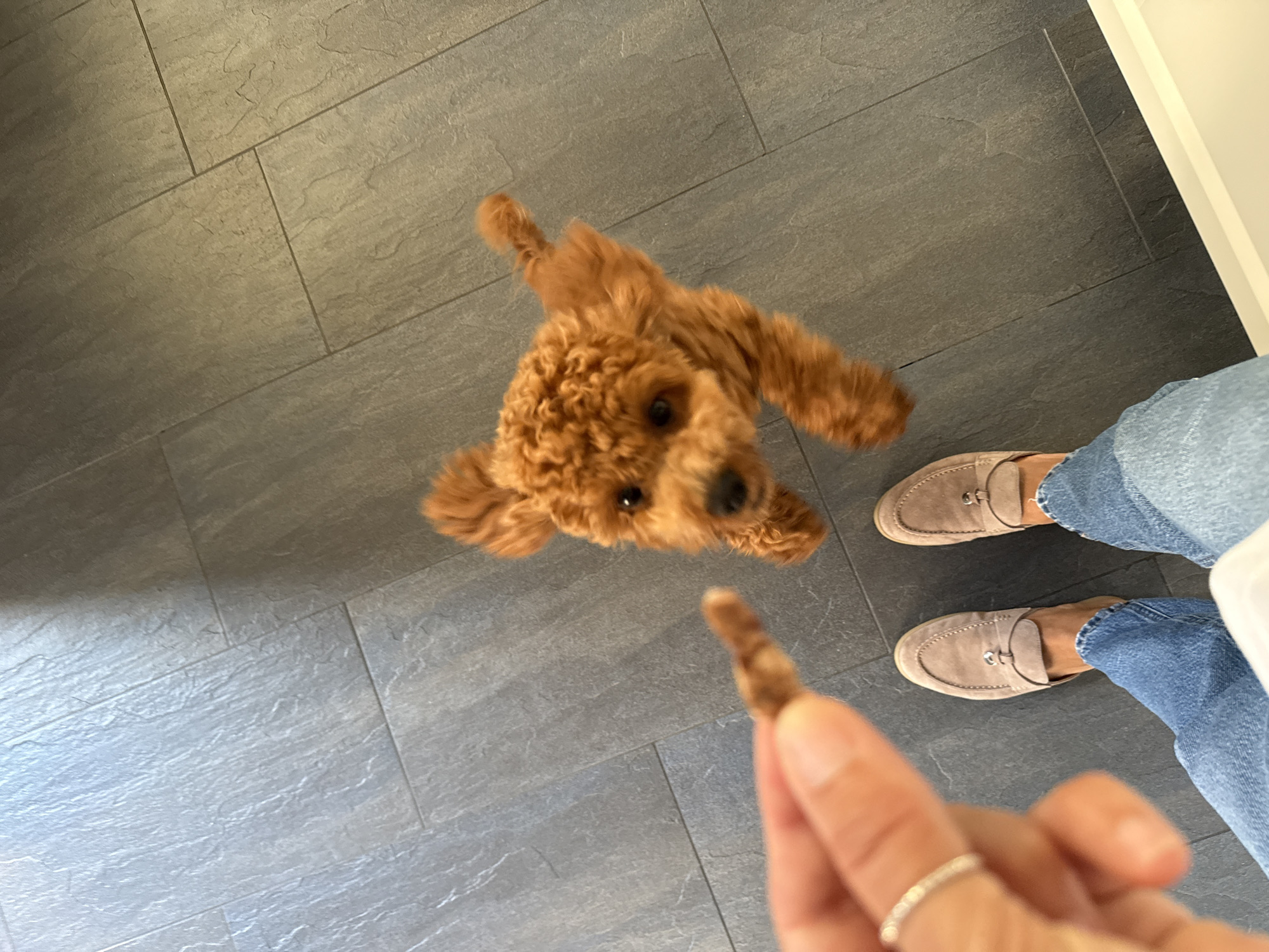 Quiet morning at home with a poodle and an iced drink