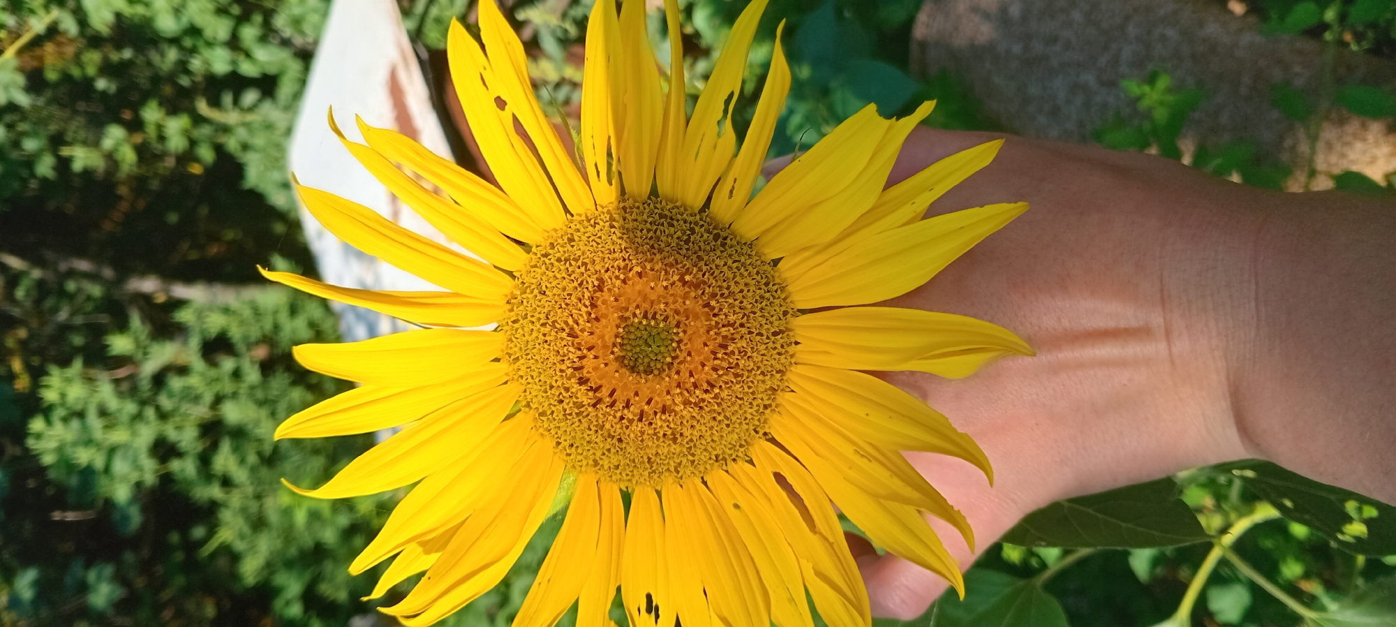Pets, a sunflower, and an owl shirt — casual close-ups