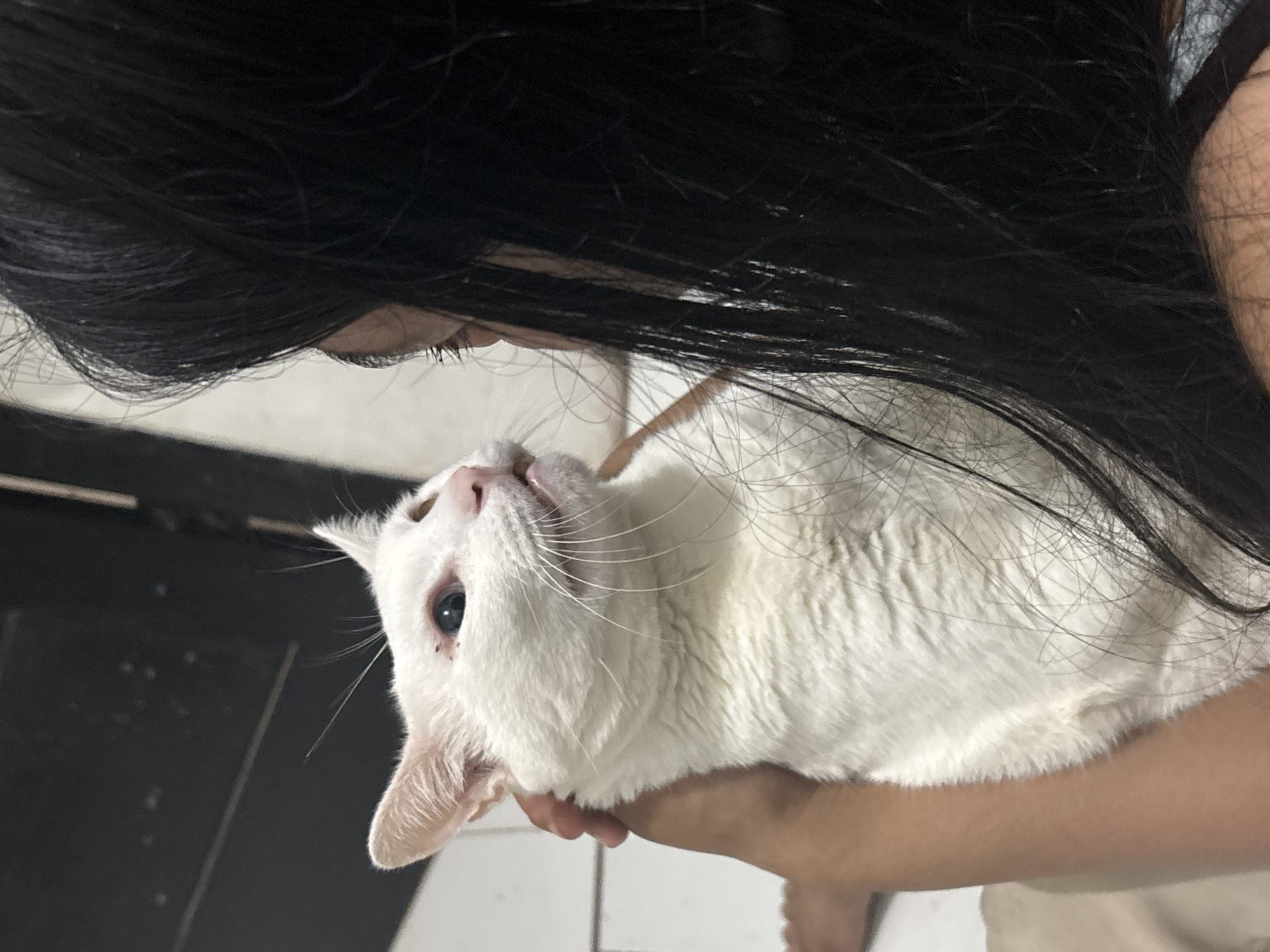 Woman and white cat share quiet moments in Jakarta home