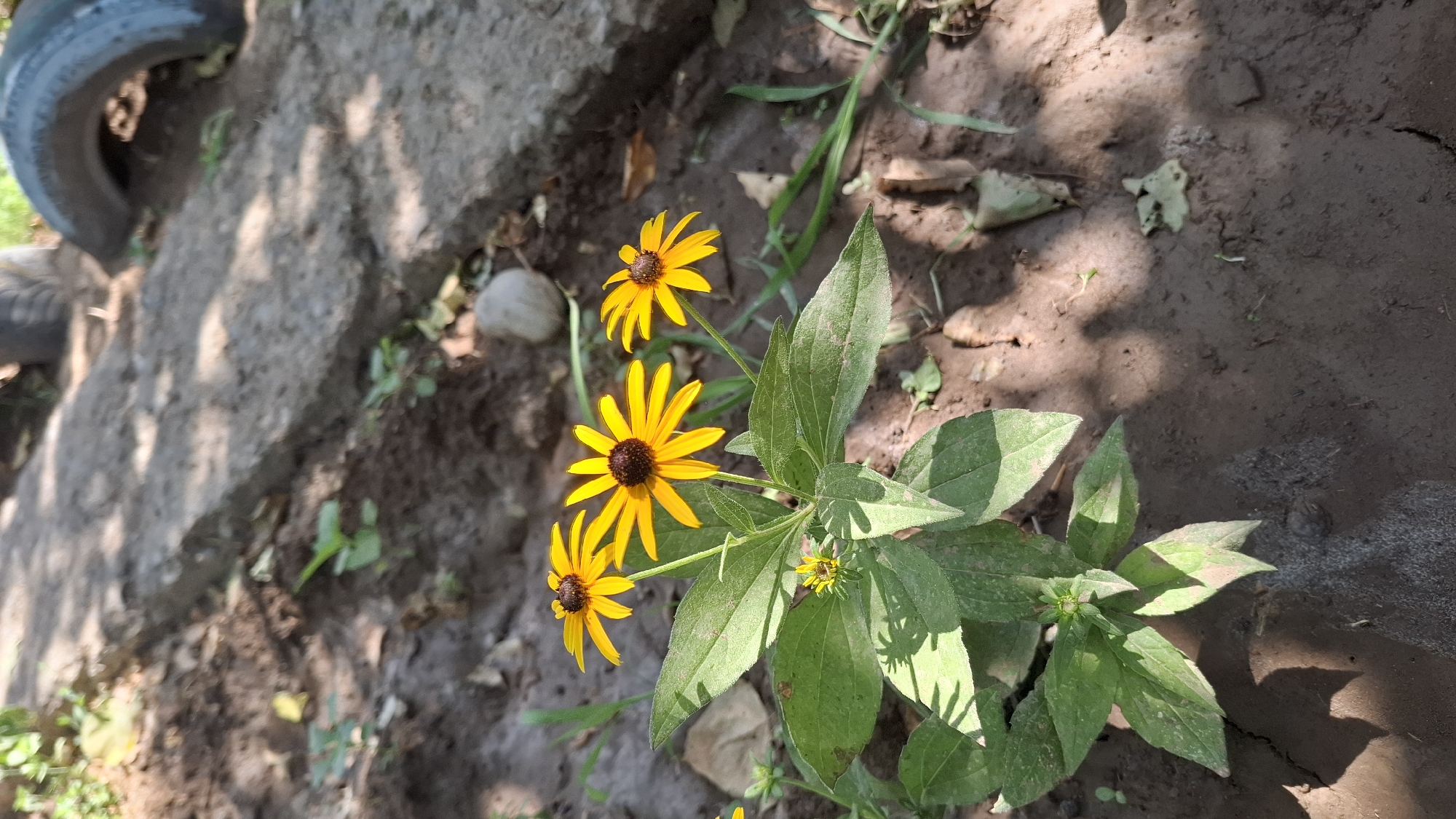 Lazy summer morning in a Kazakh backyard garden