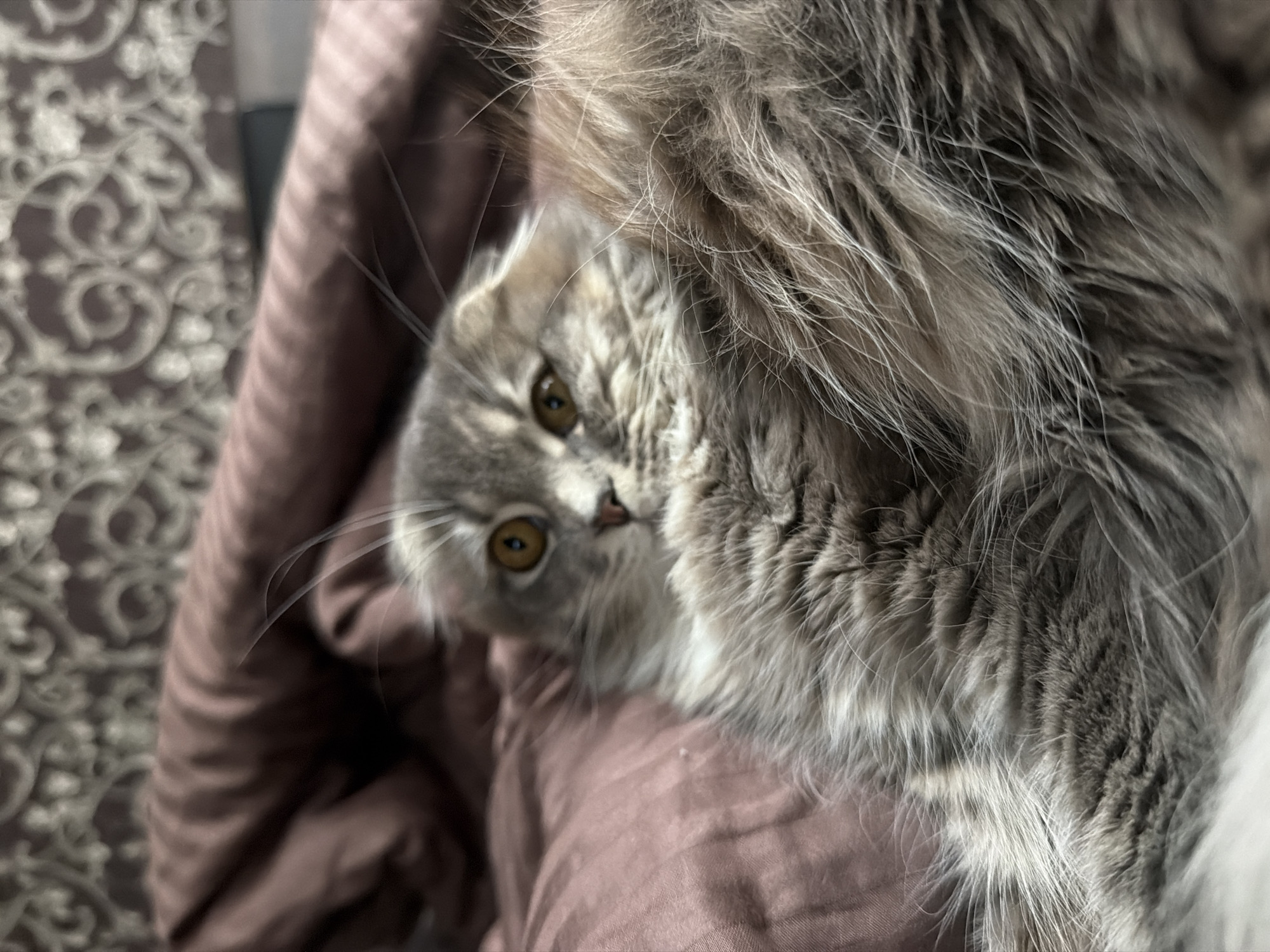 Scottish Fold cat's lazy afternoon at home in Ukraine