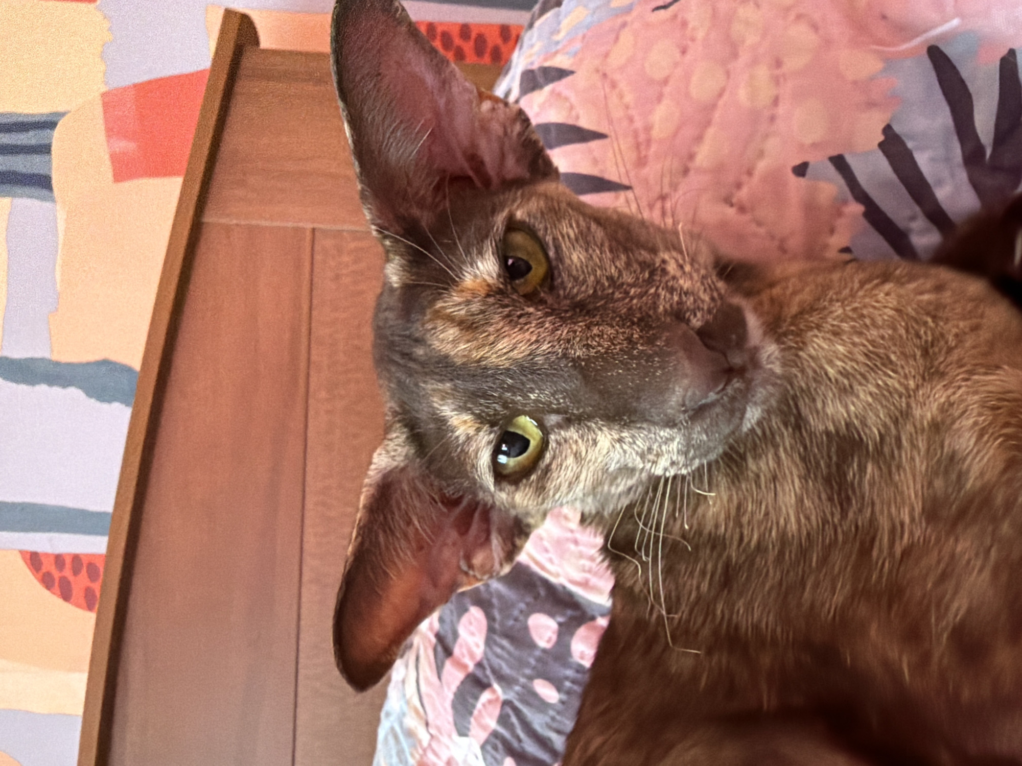 Bedroom snapshots: a cat, a heart gesture, and a Russian goodbye note