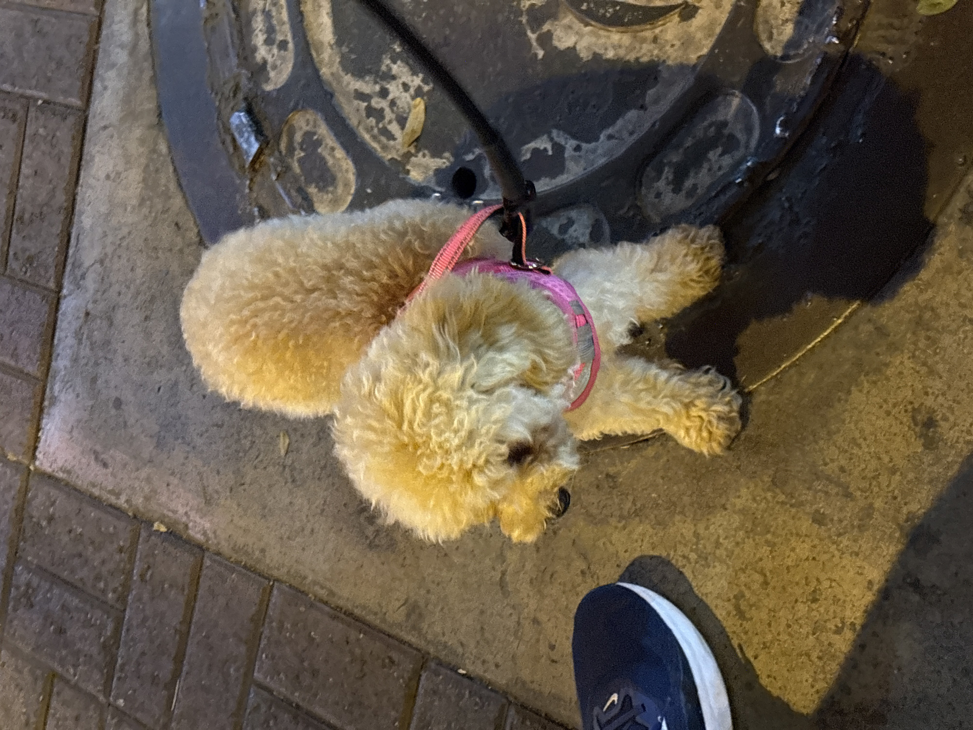 Dog walk and frozen yogurt stop in Miraflores