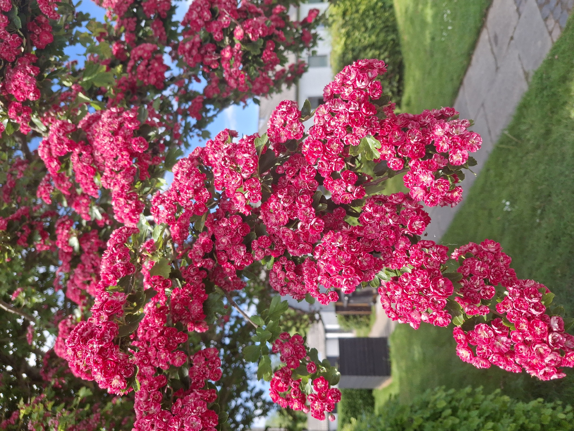 Spring blossoms documented at outdoor location, pink flowers observed