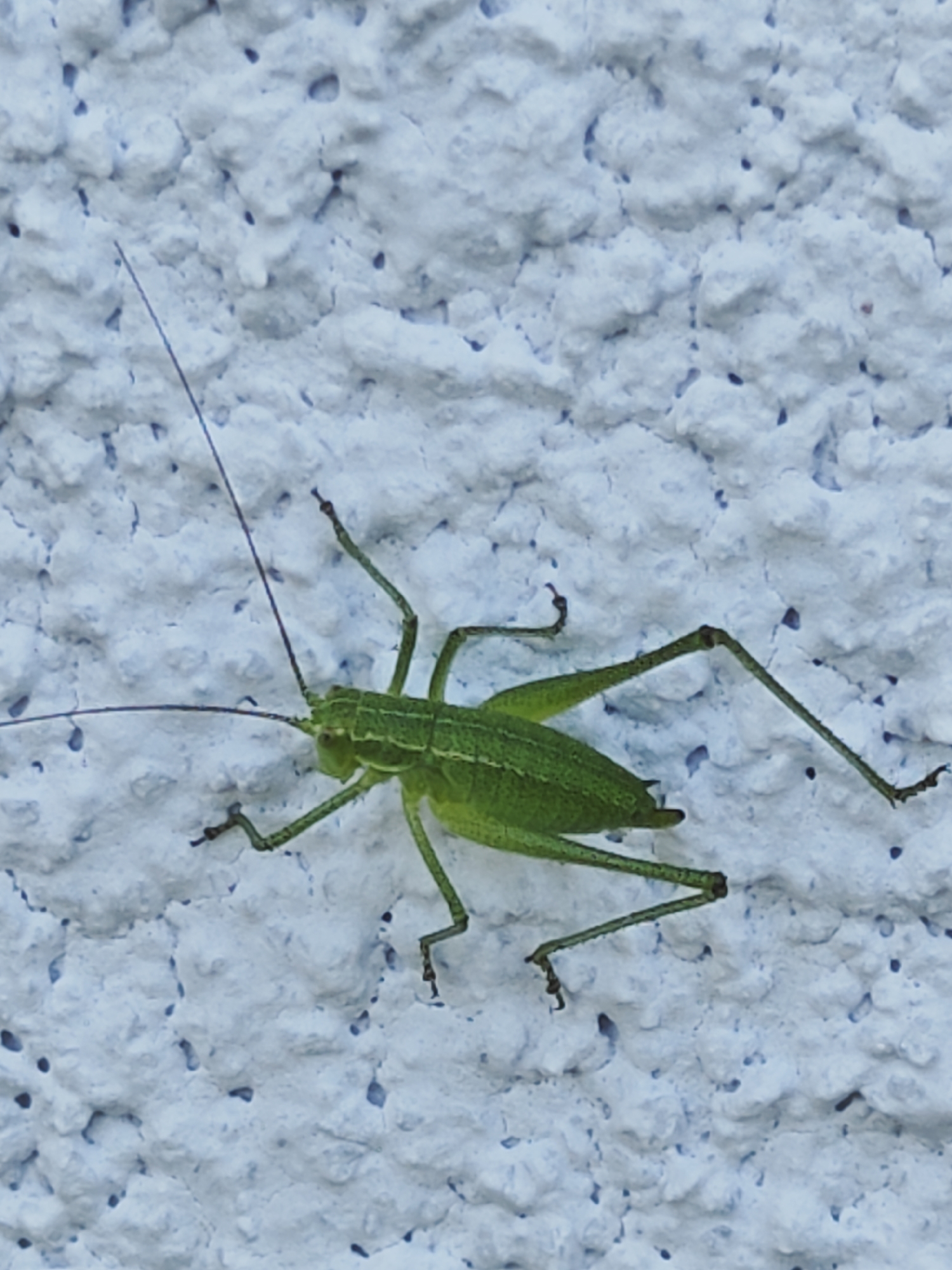 Morning insect activity documented in Bulgarian neighborhood