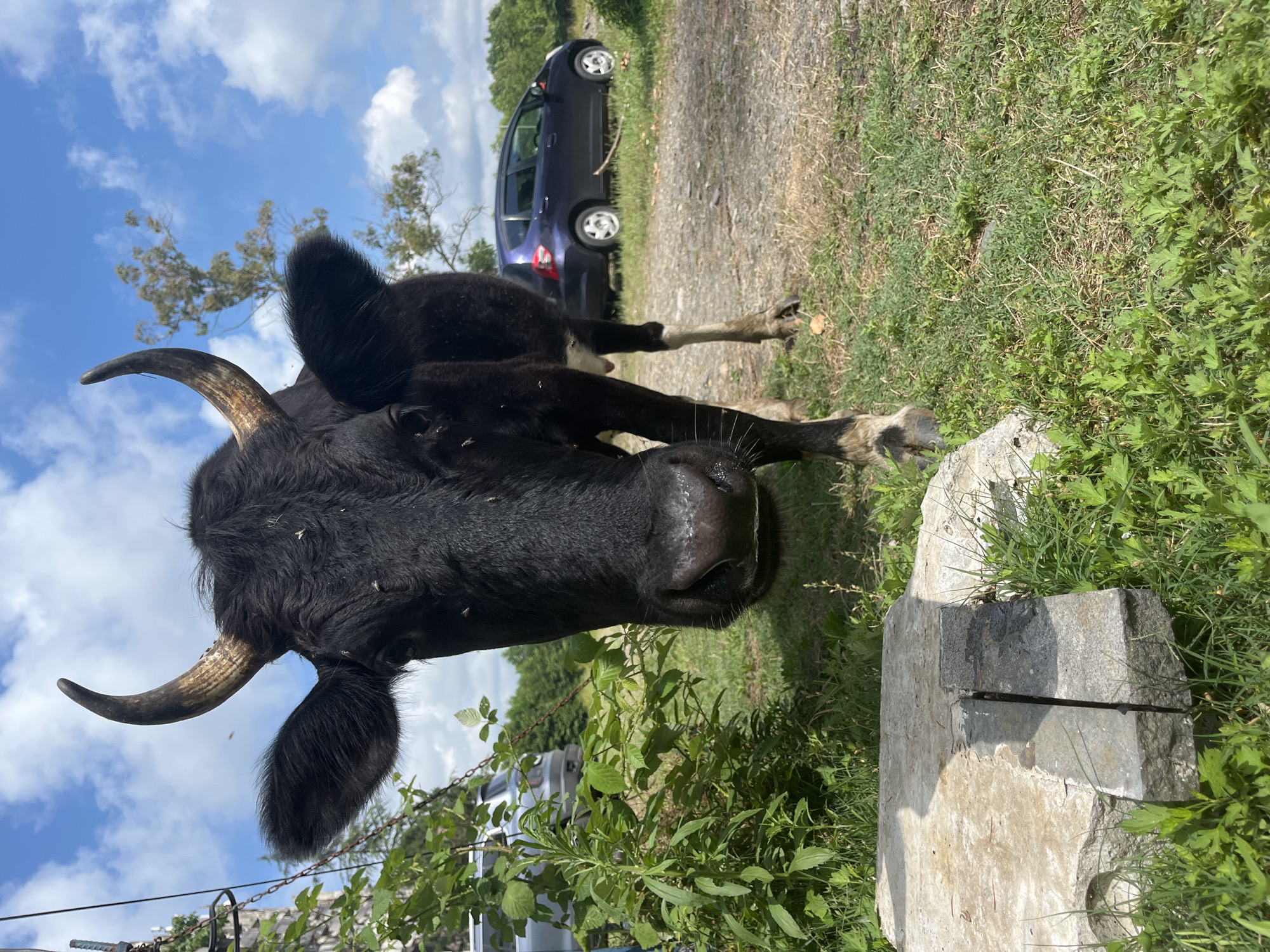 A slow morning in Ureki, cows and small moments