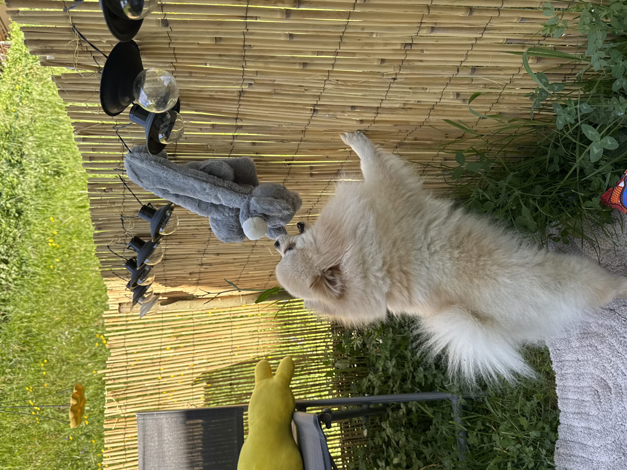 Pomeranian dog plays in backyard in Bietigheim-Bissingen, Germany