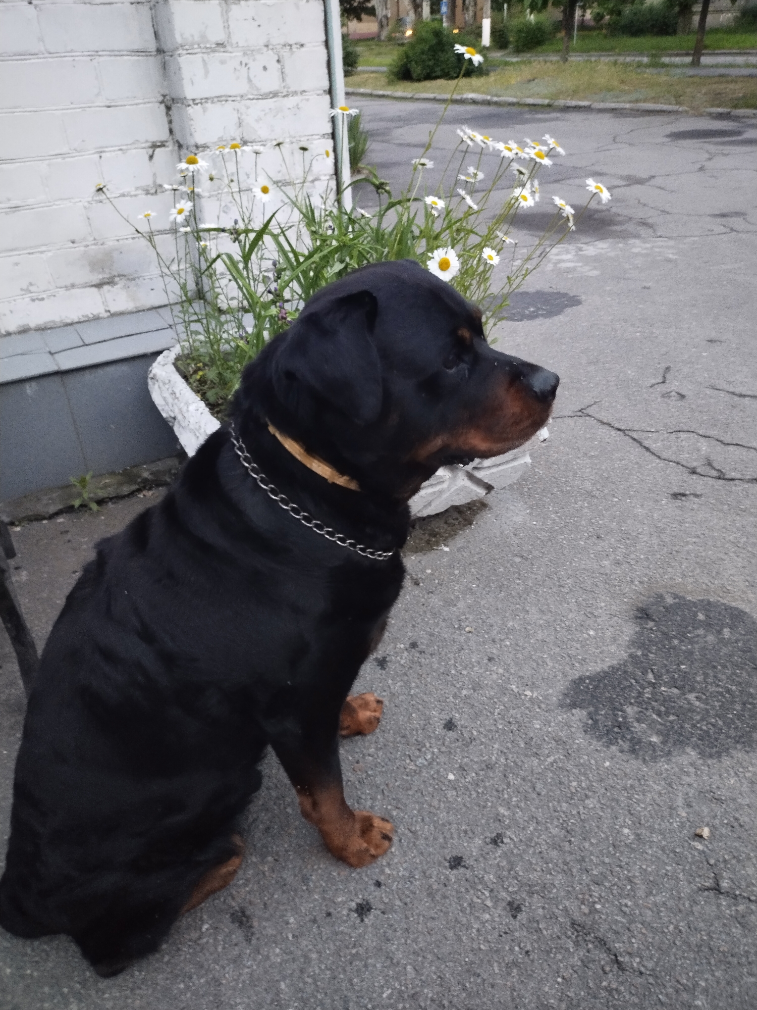 Evening dog walk documented in Ukrainian city with flowers