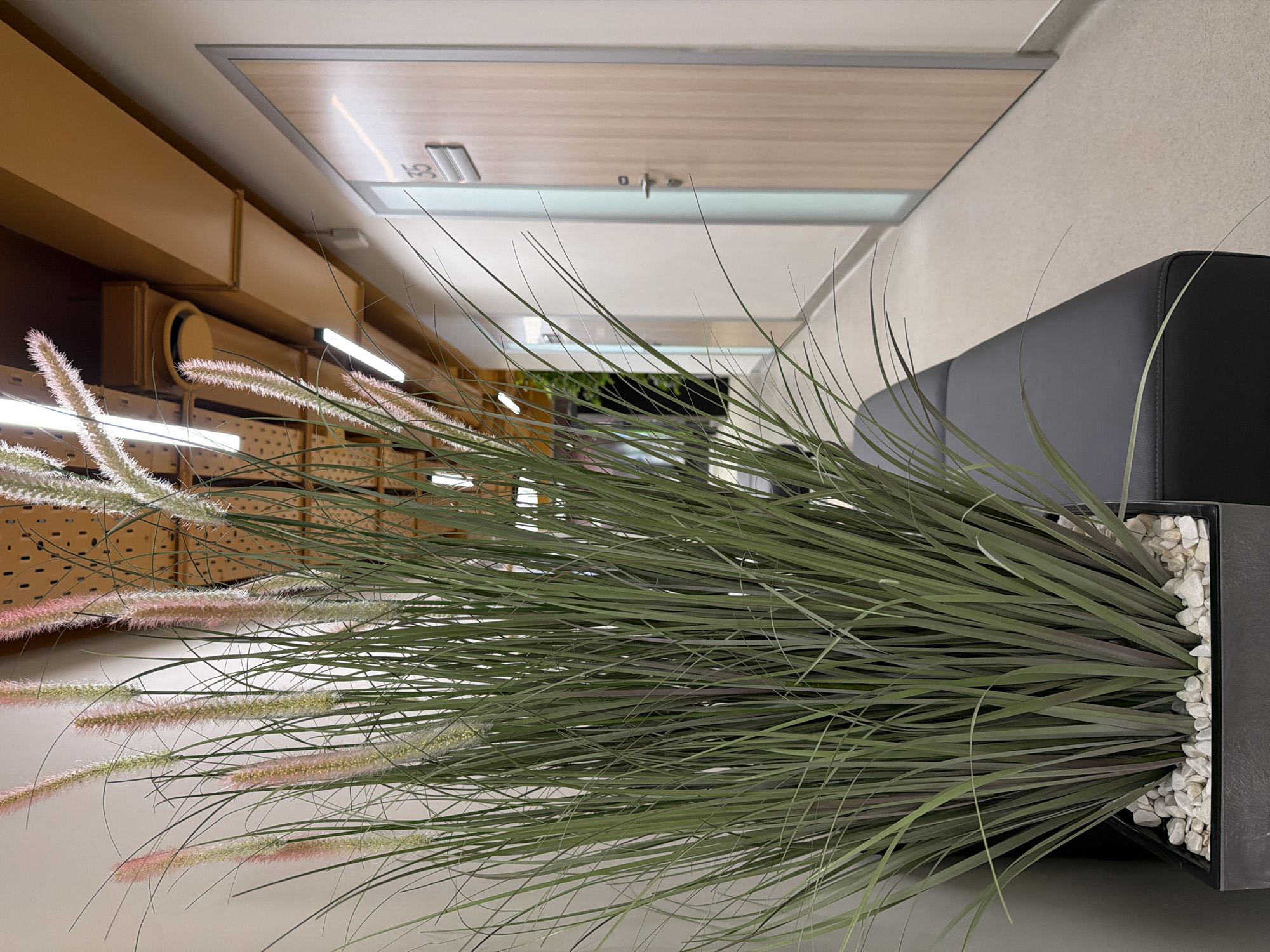 Indoor decorative plants observed in Izhevsk office space