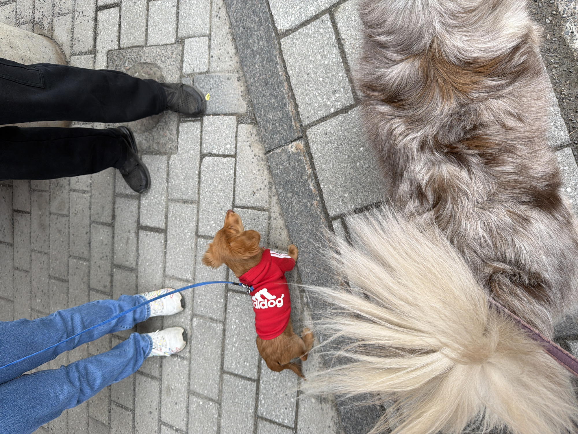 Man walks dog on Montreal sidewalk Saturday evening