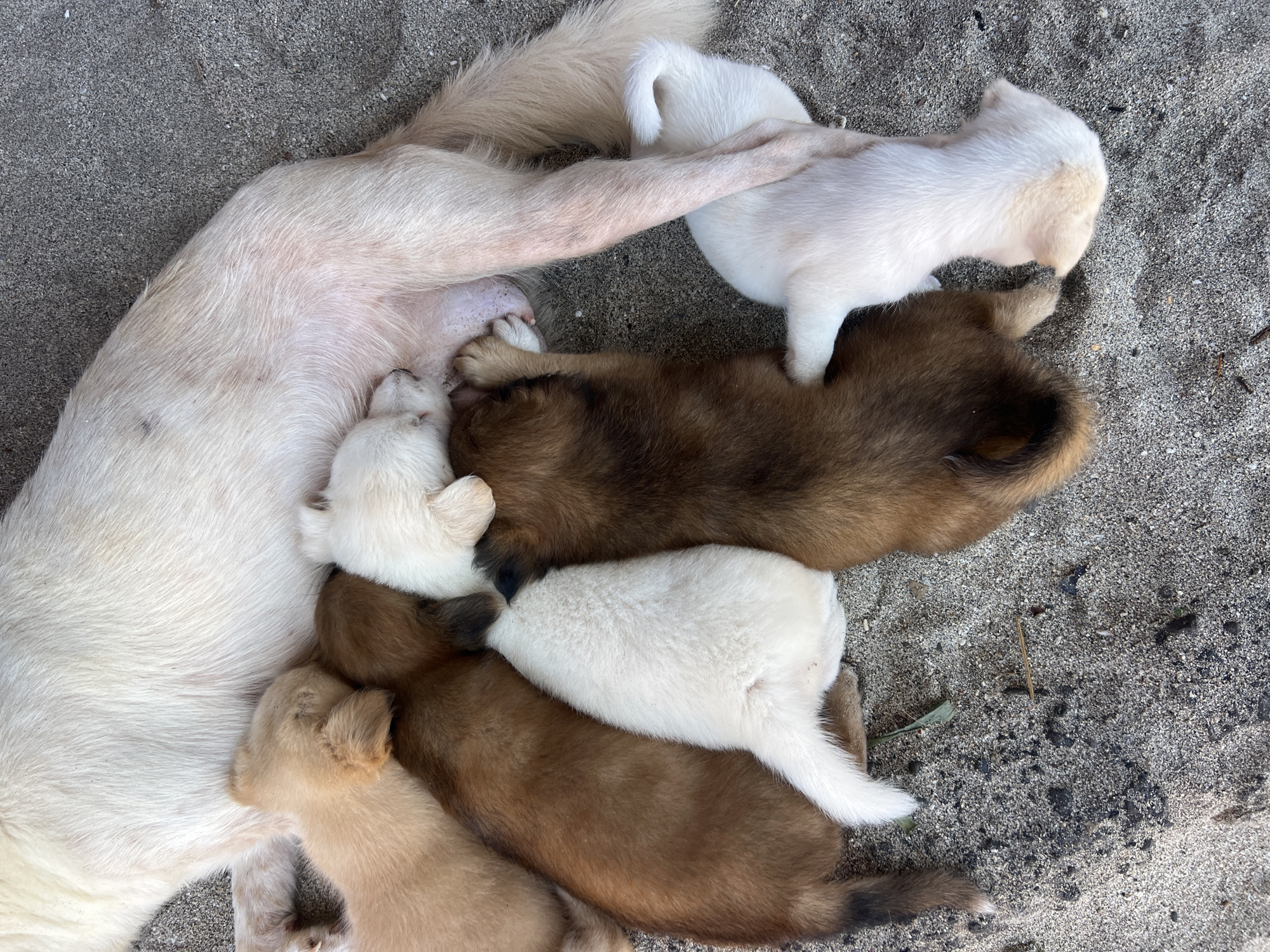 Mother dog nurses seven puppies in Karangasem, Indonesia