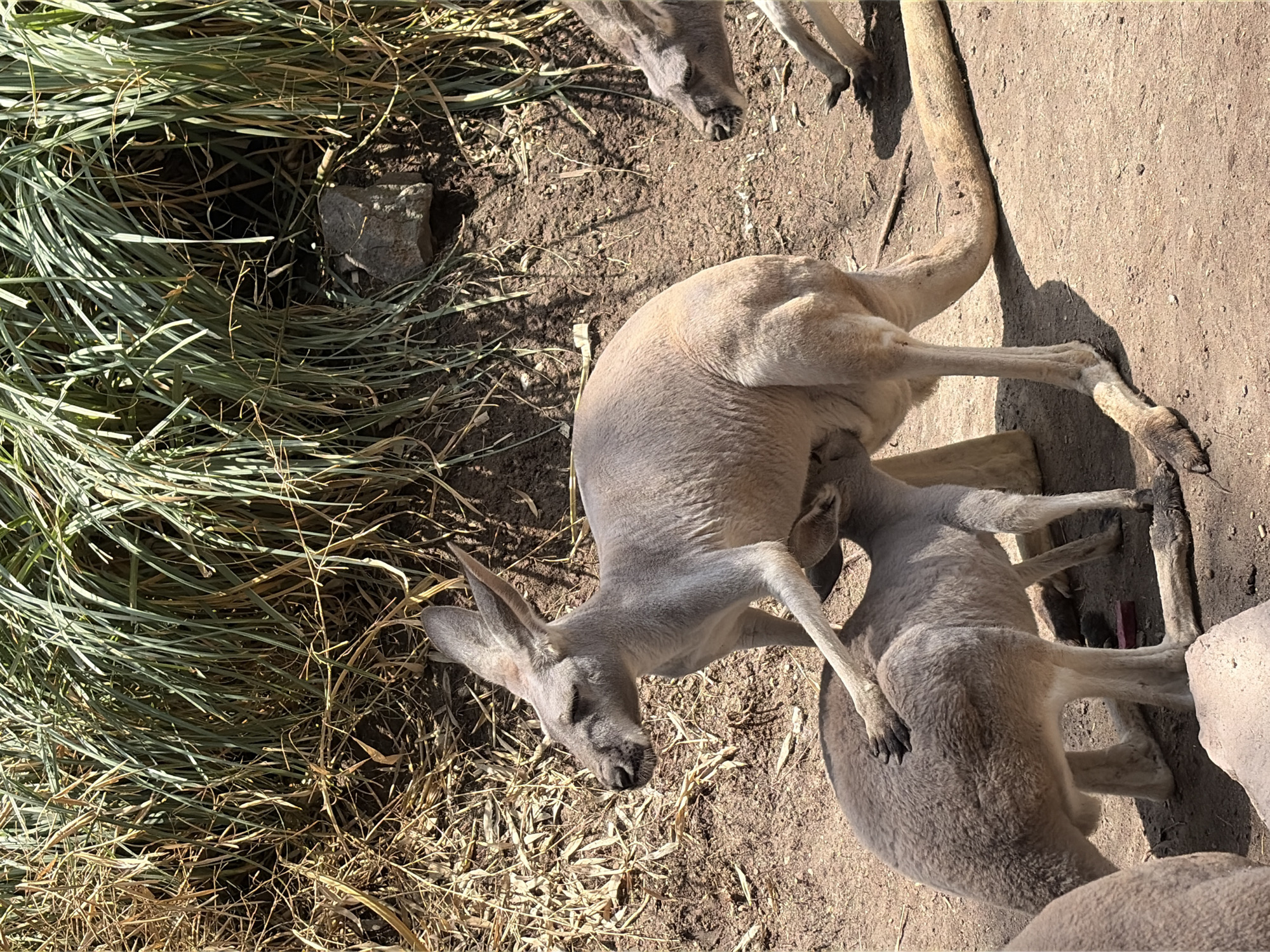 Visitor documents zoo animals during evening visit in Mexico