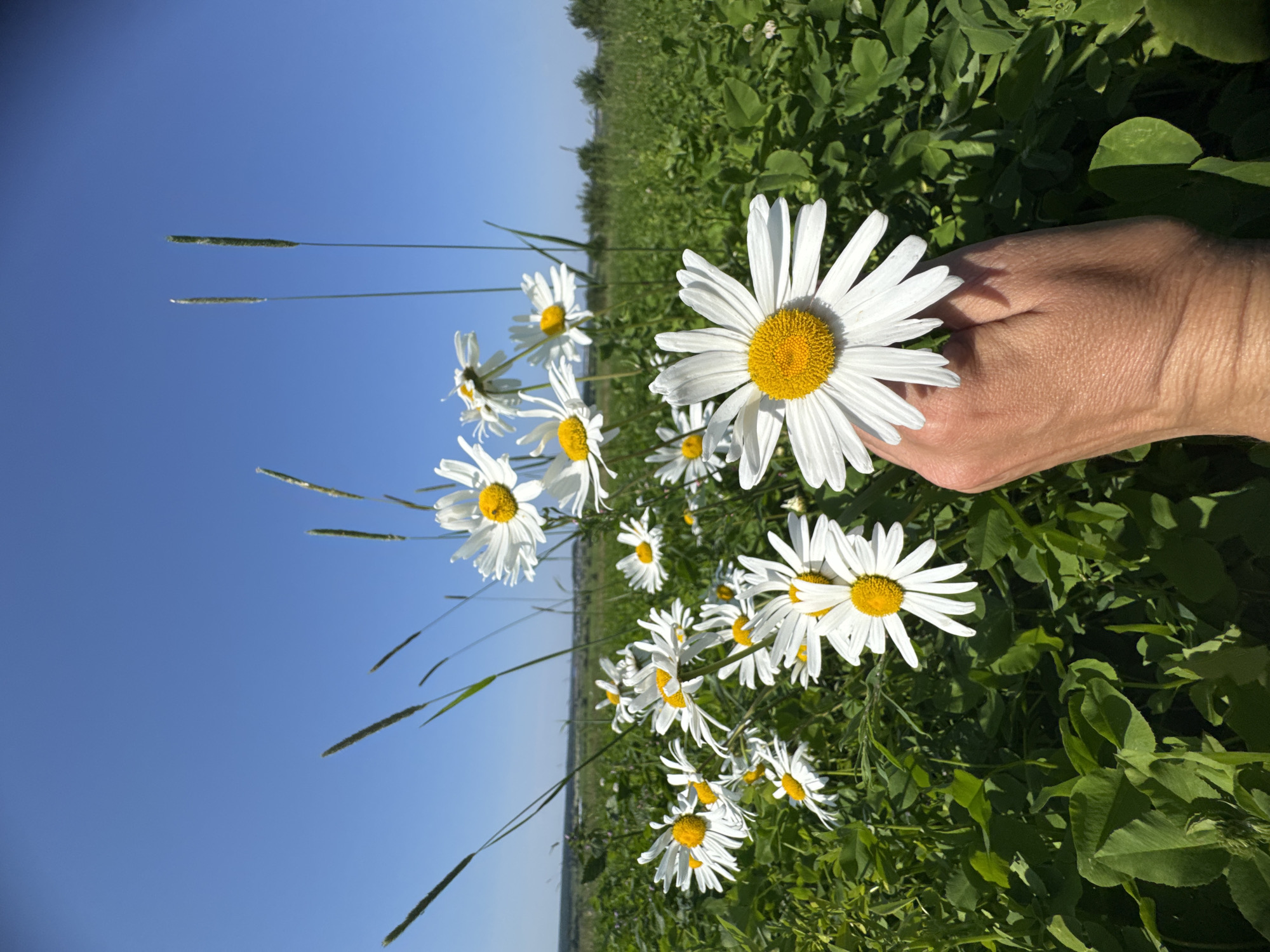 Daisy fields and grazing horses on a summer afternoon in Kaporskoe