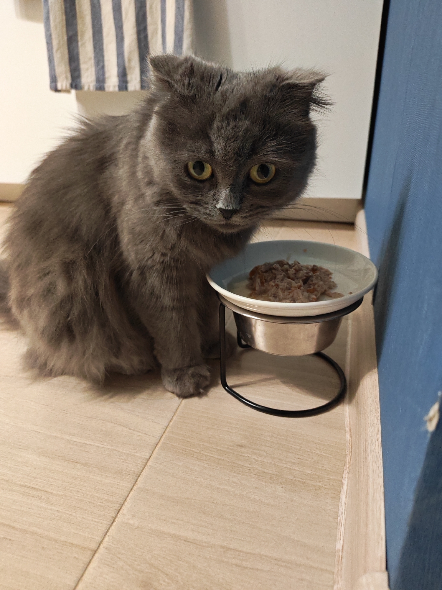 Evening at home with cats and close-up photography
