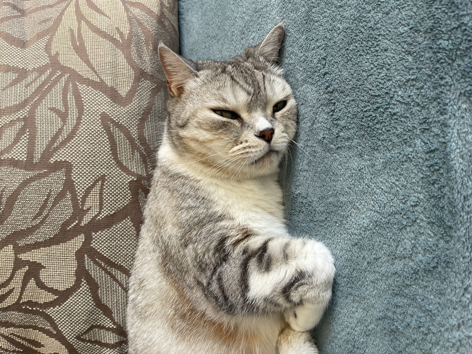 Lazy morning with a tabby cat in Aktau