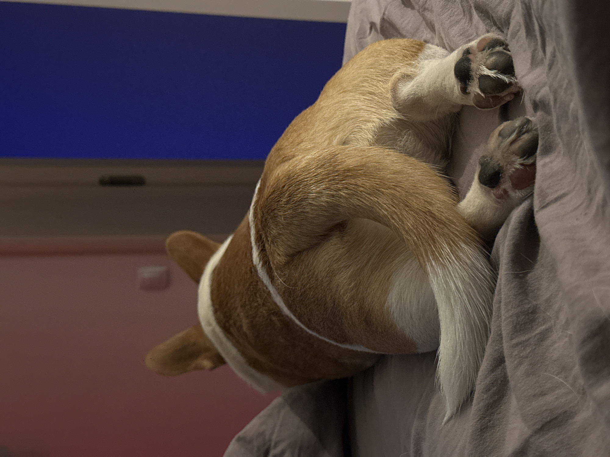 Corgi rests on bedding in Moscow home