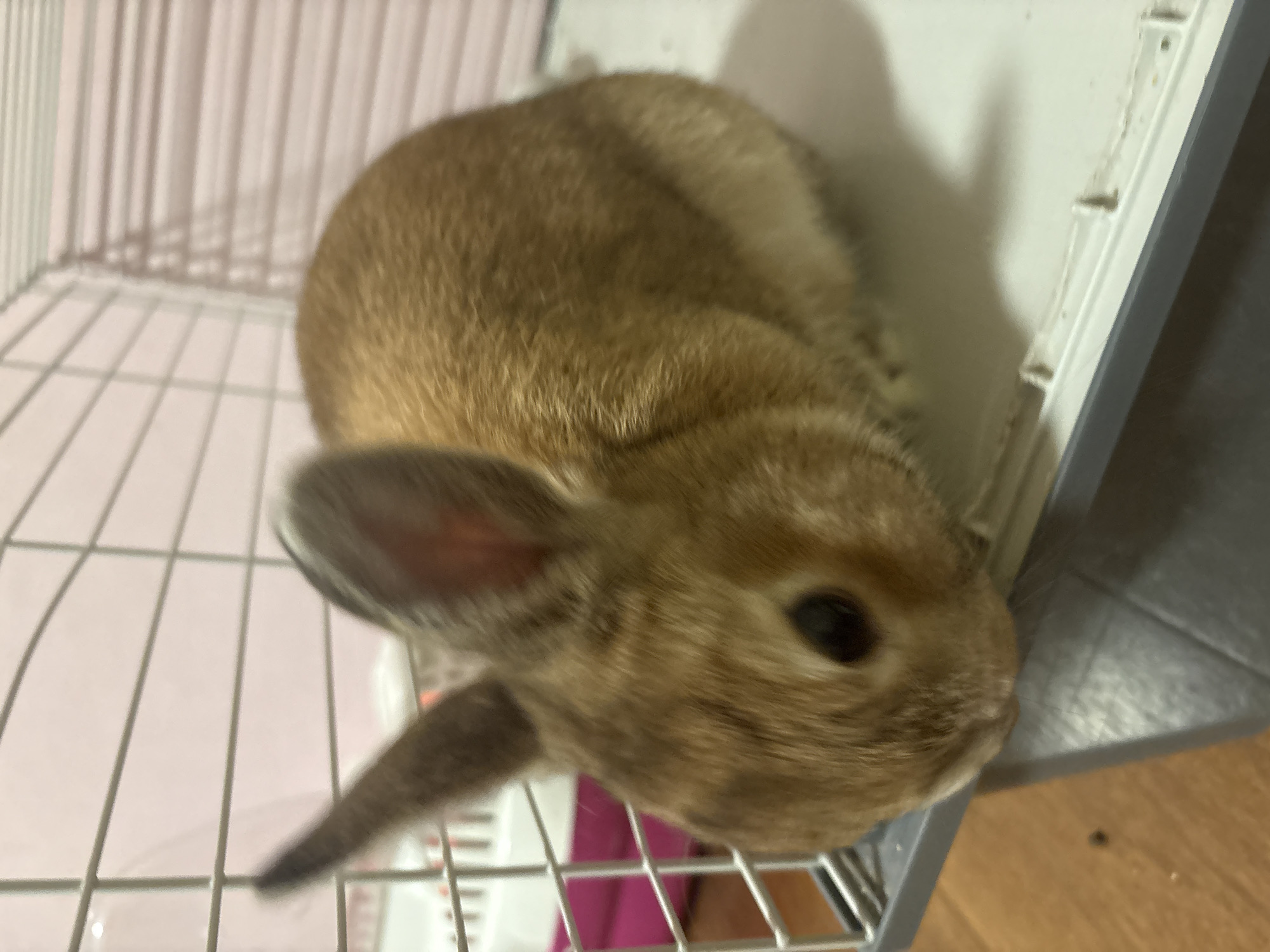 Pet rabbit explores home in Orehovka, Russia