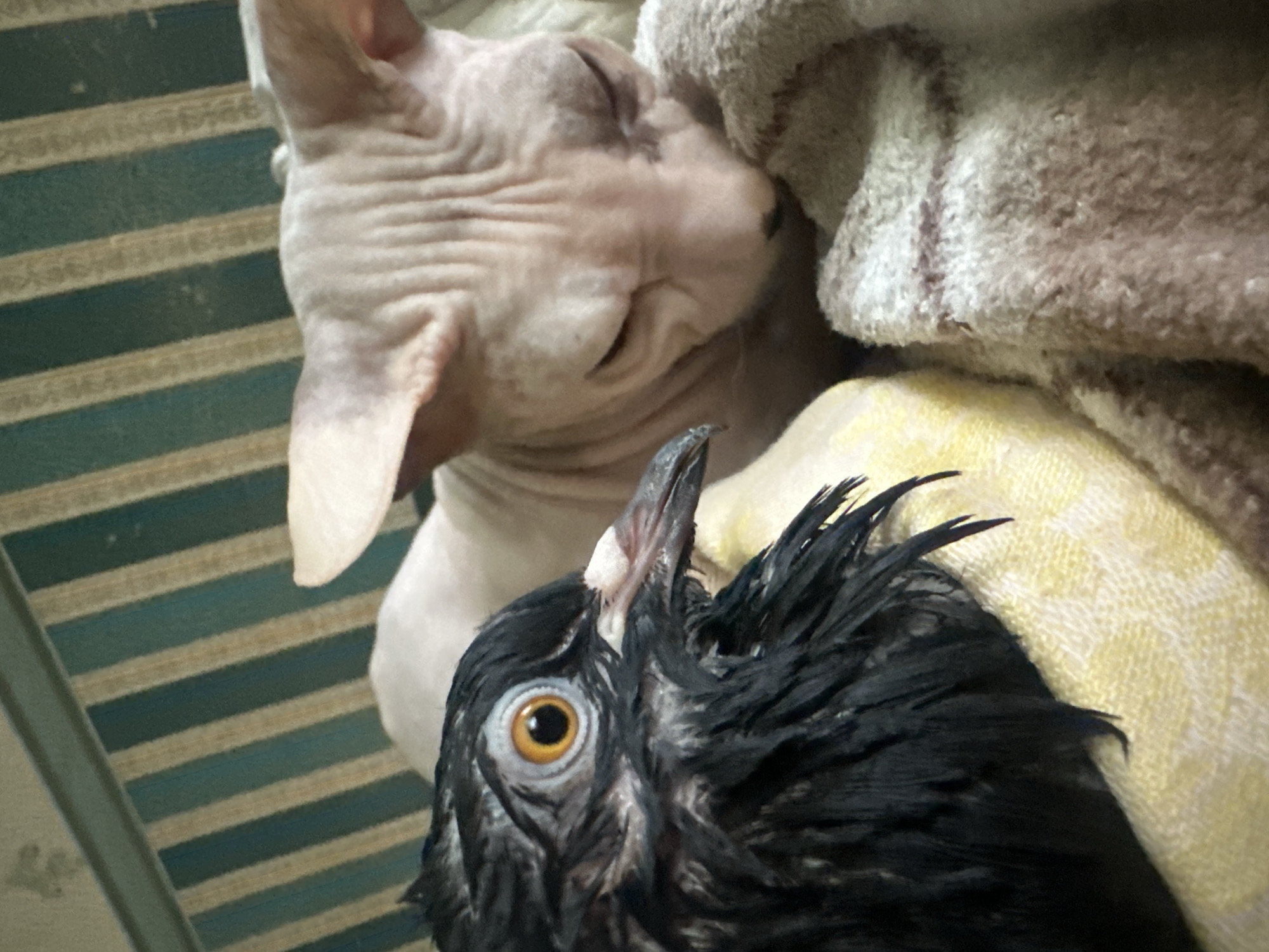 Rescued wet pigeon, a Sphynx cat, and a guitar session indoors
