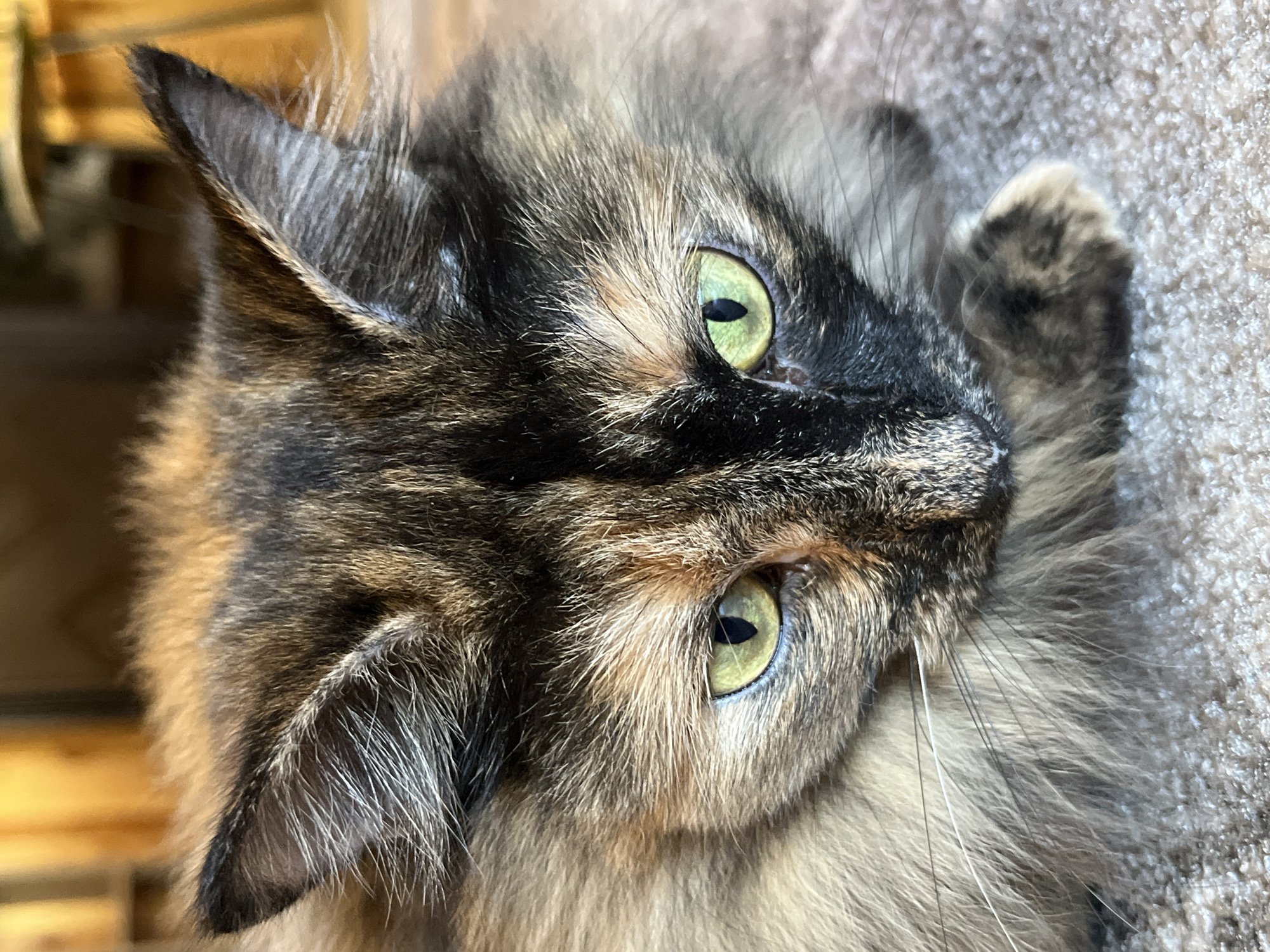 Tortoiseshell cat at home in Krasnoyarsk, Russia