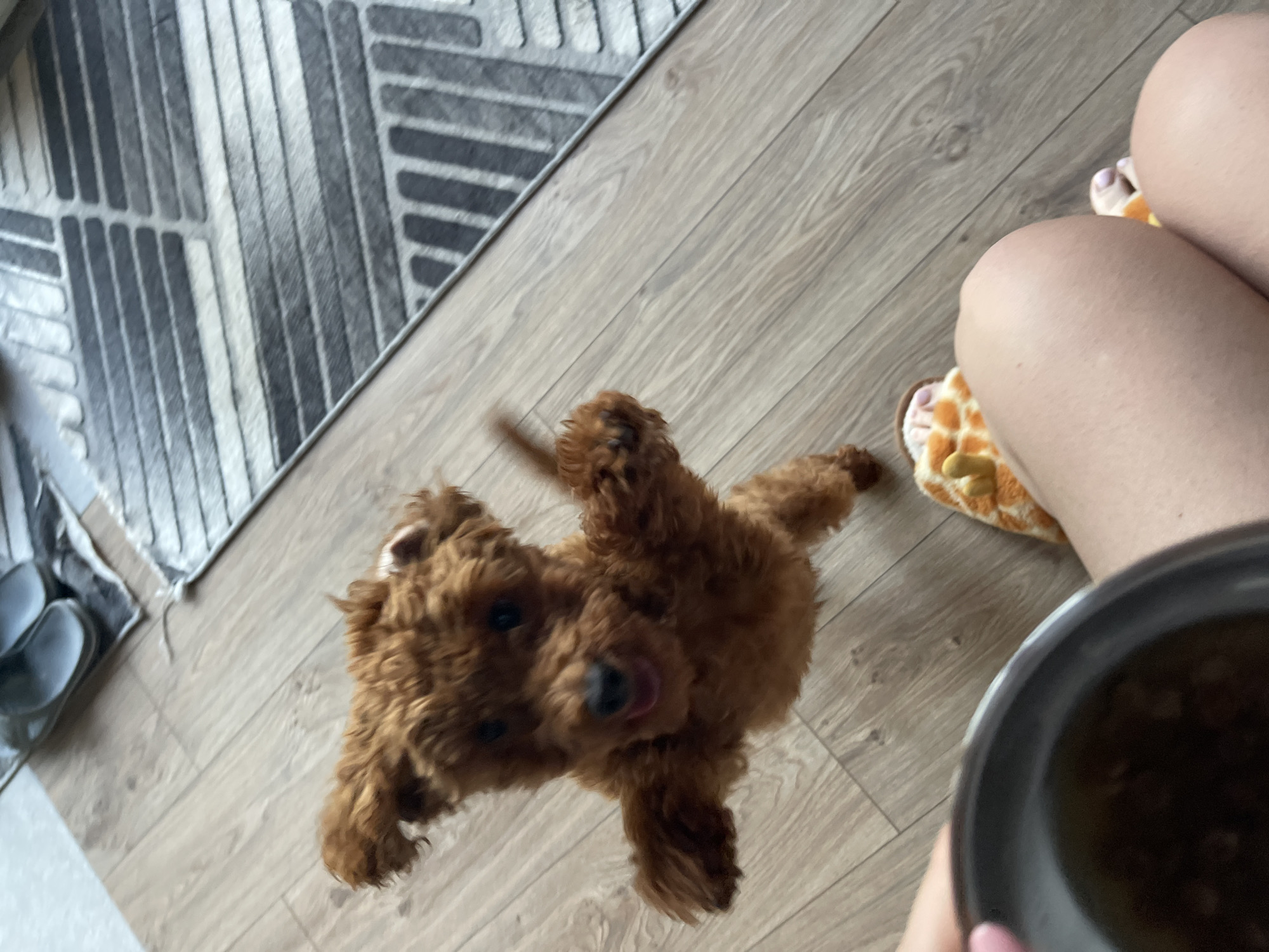 Early morning puppy playtime documented in Sofia apartment
