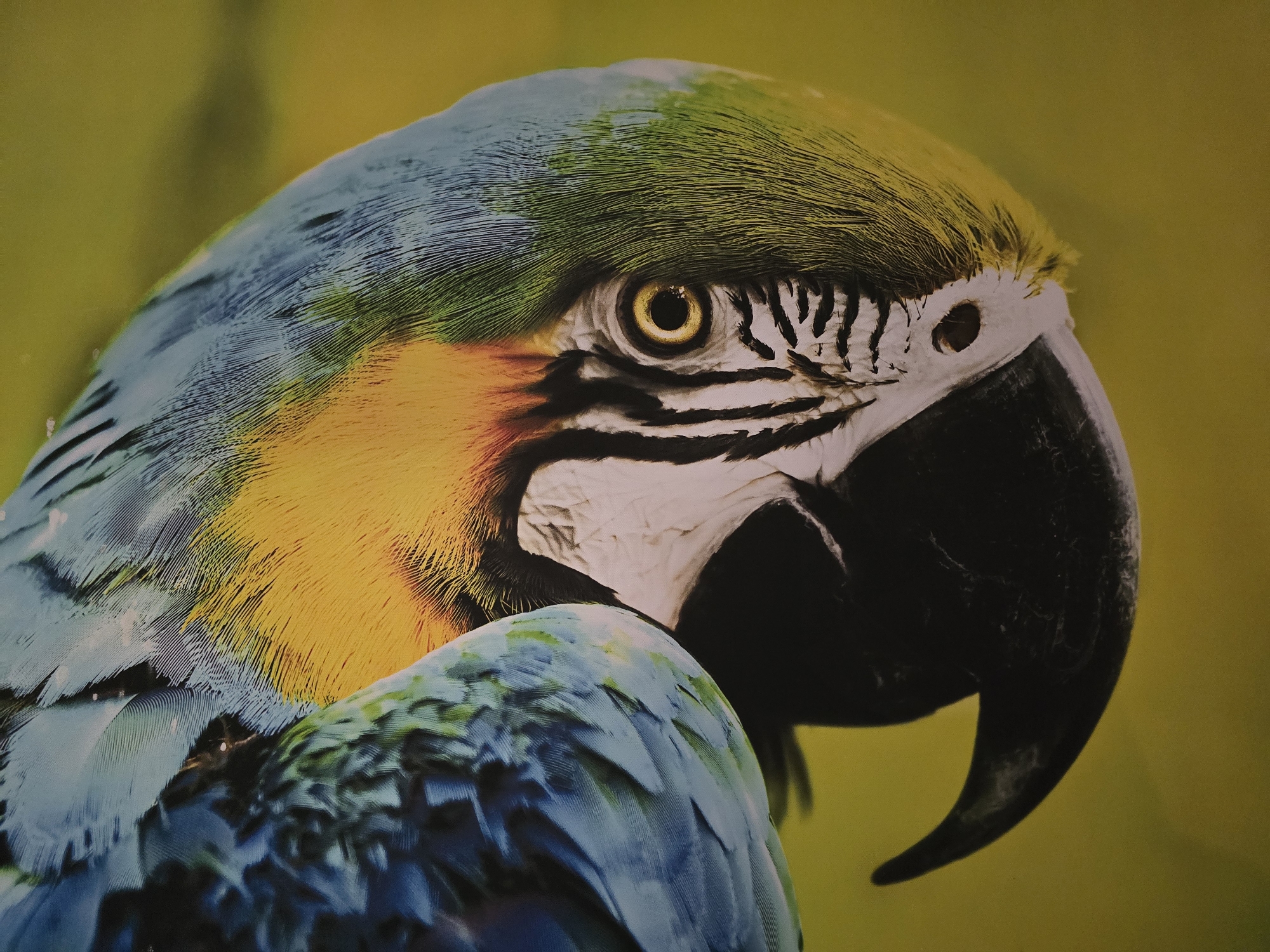 Macaw sighting and statue documentation recorded at same coordinates