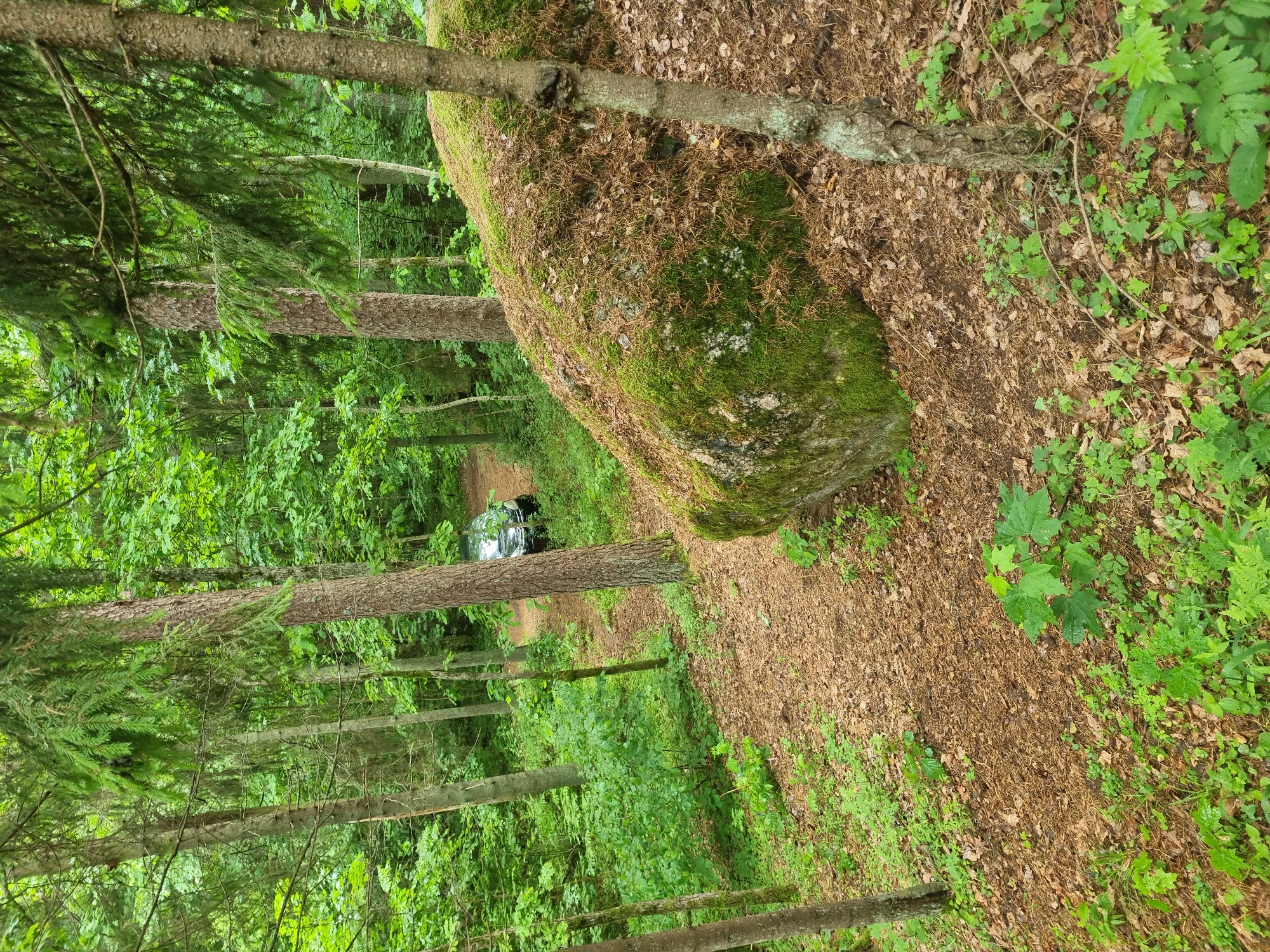 Forest path documented in Likučiai, Lithuania woodland area