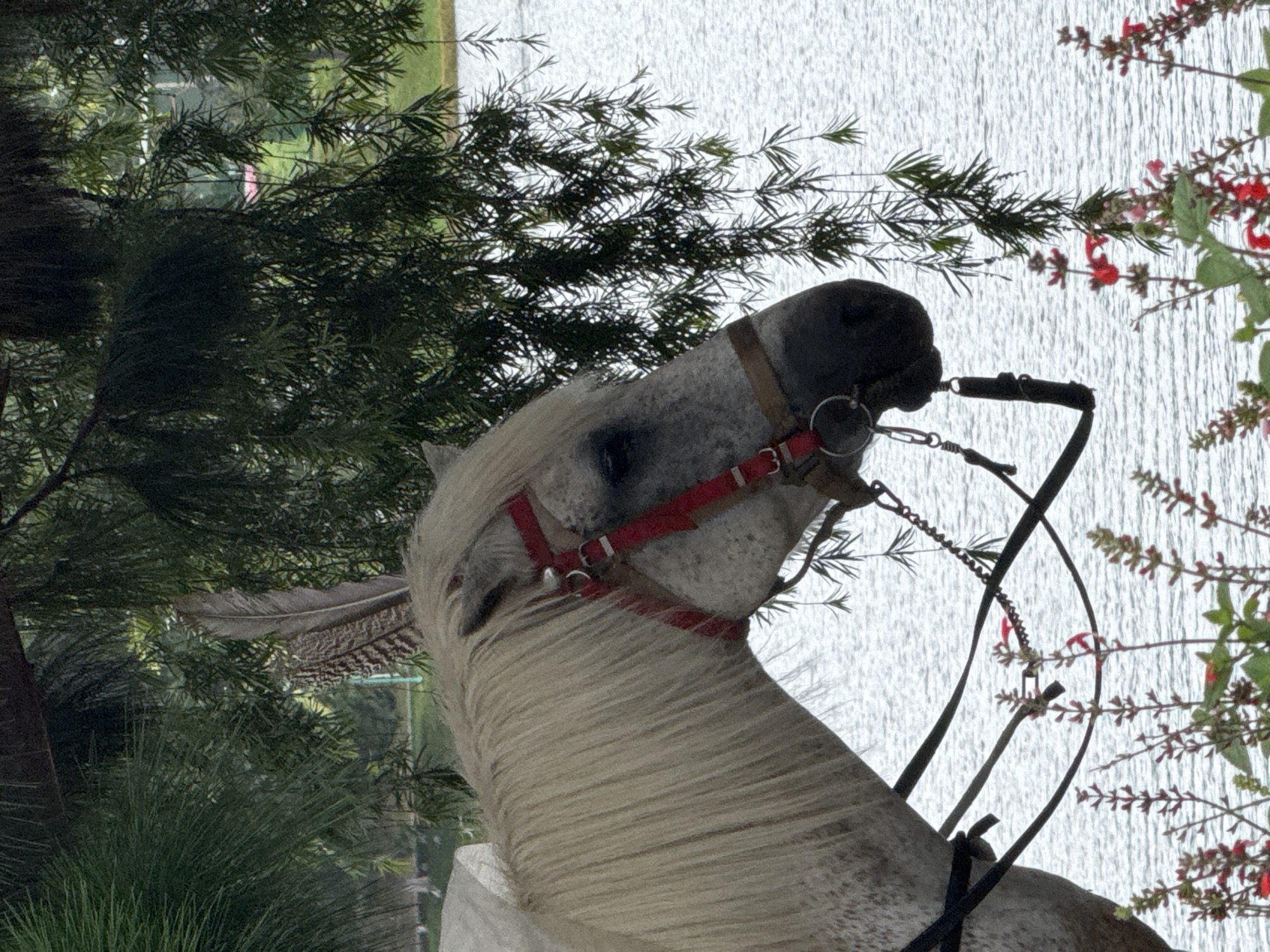 Morning scenes with horses and dogs documented in Da Lat