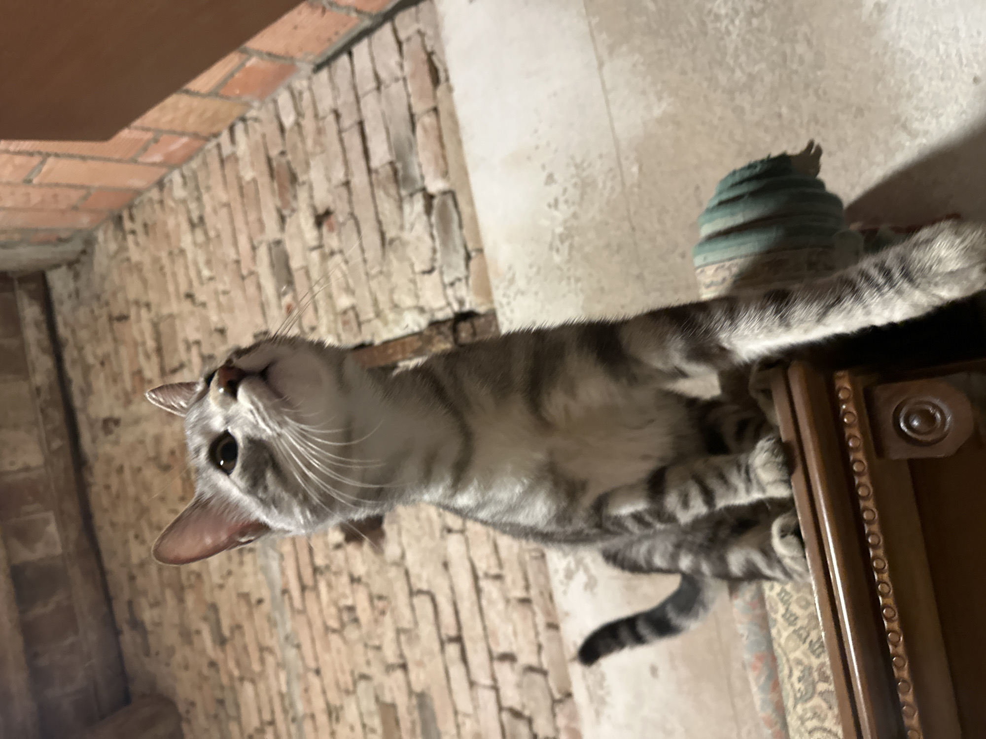 Grey tabby cat spotted on furniture in Villa Pasquali