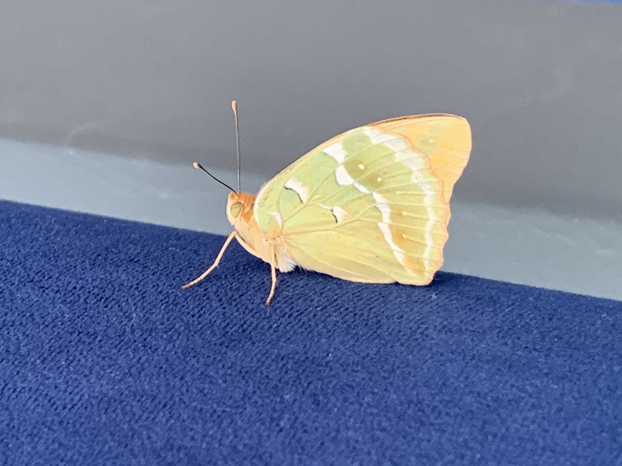 Butterfly close-ups and city landmarks across a sunny Tiraspol afternoon