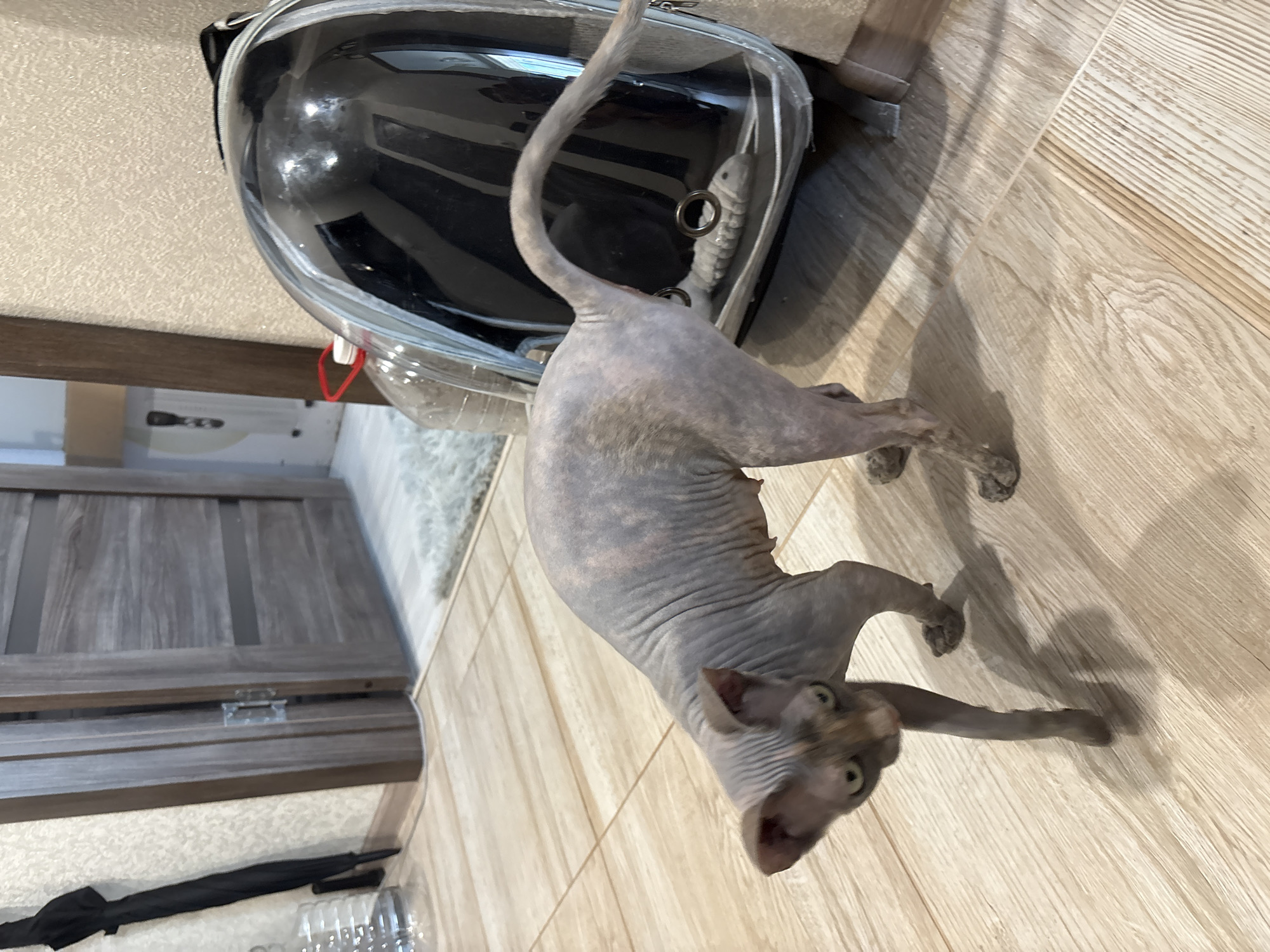 Sphynx cat at home in Saratov, floor to windowsill