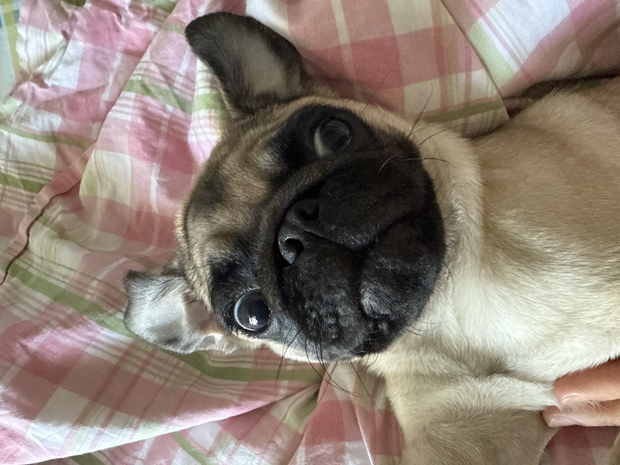 Pug puppy fully relaxed on plaid blankets