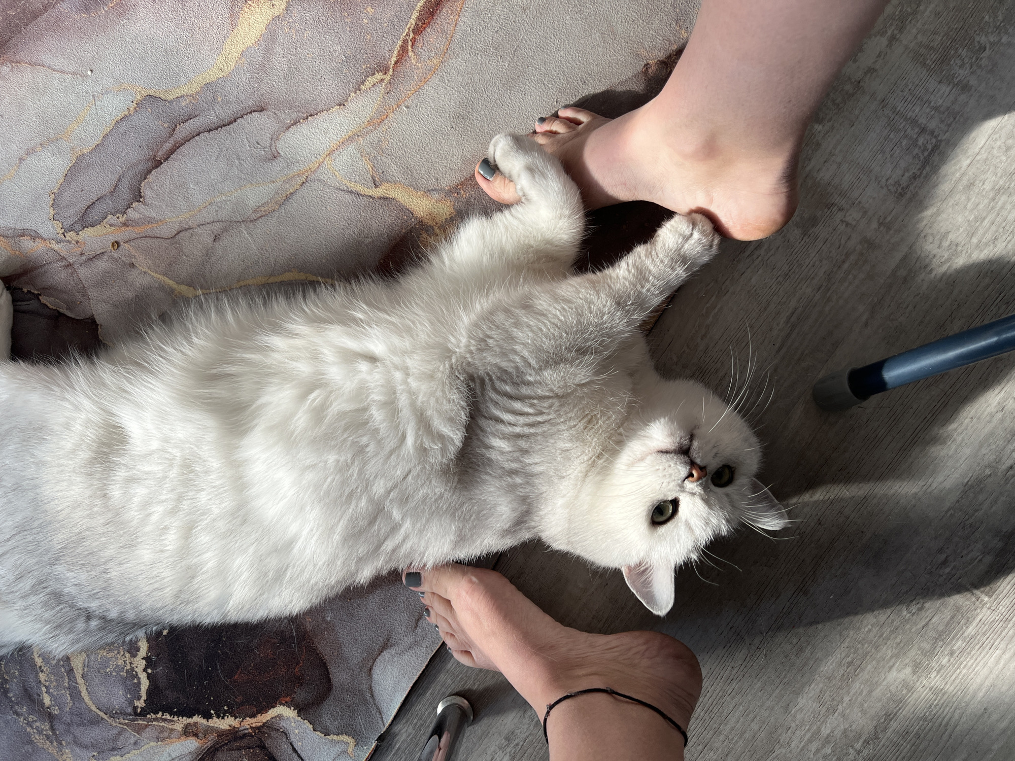 White Cat Lies Playfully Between Person's Bare Feet Indoors