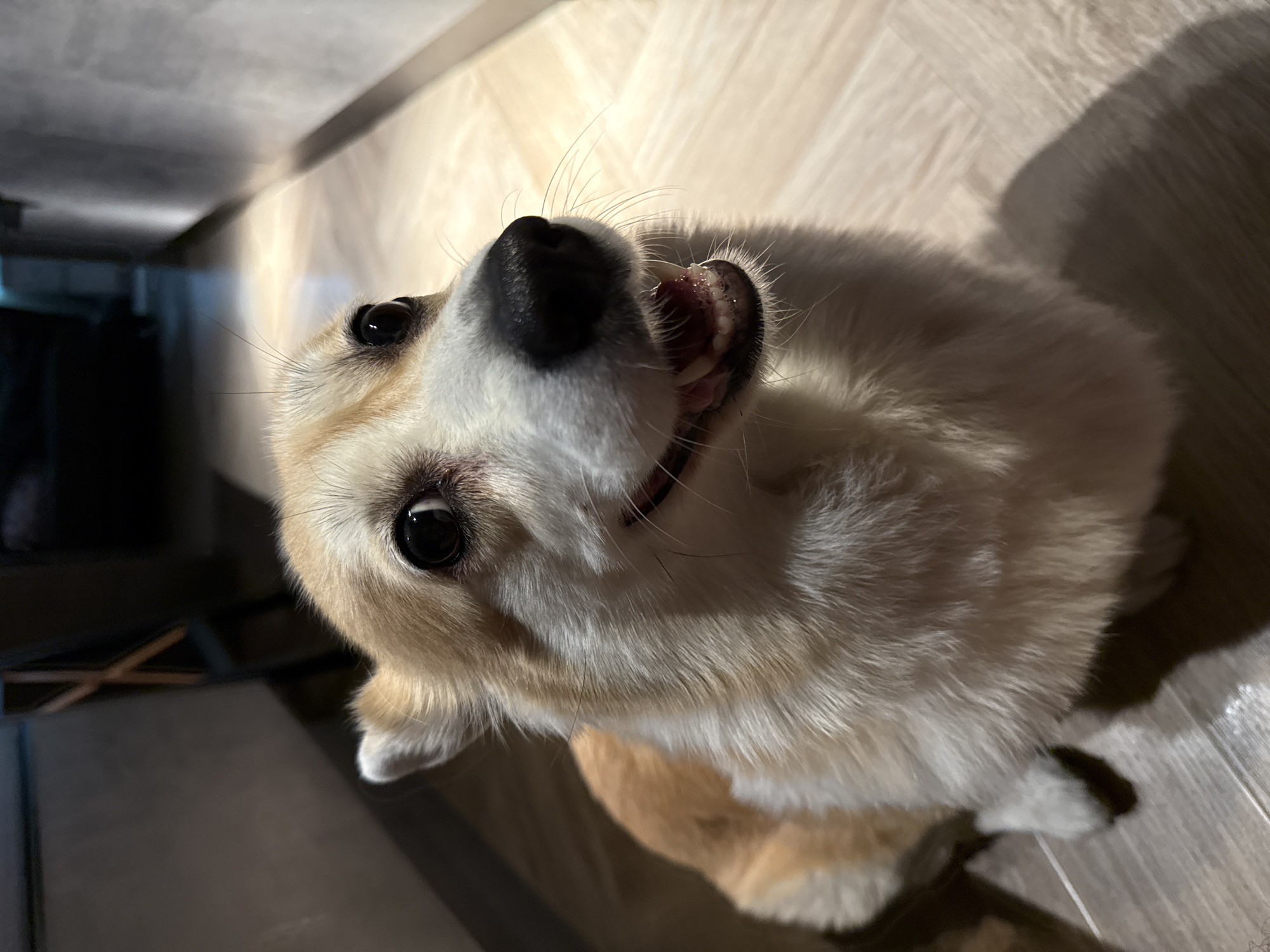 Krasnoyarsk corgi owner documents pet's indoor and outdoor daily activities