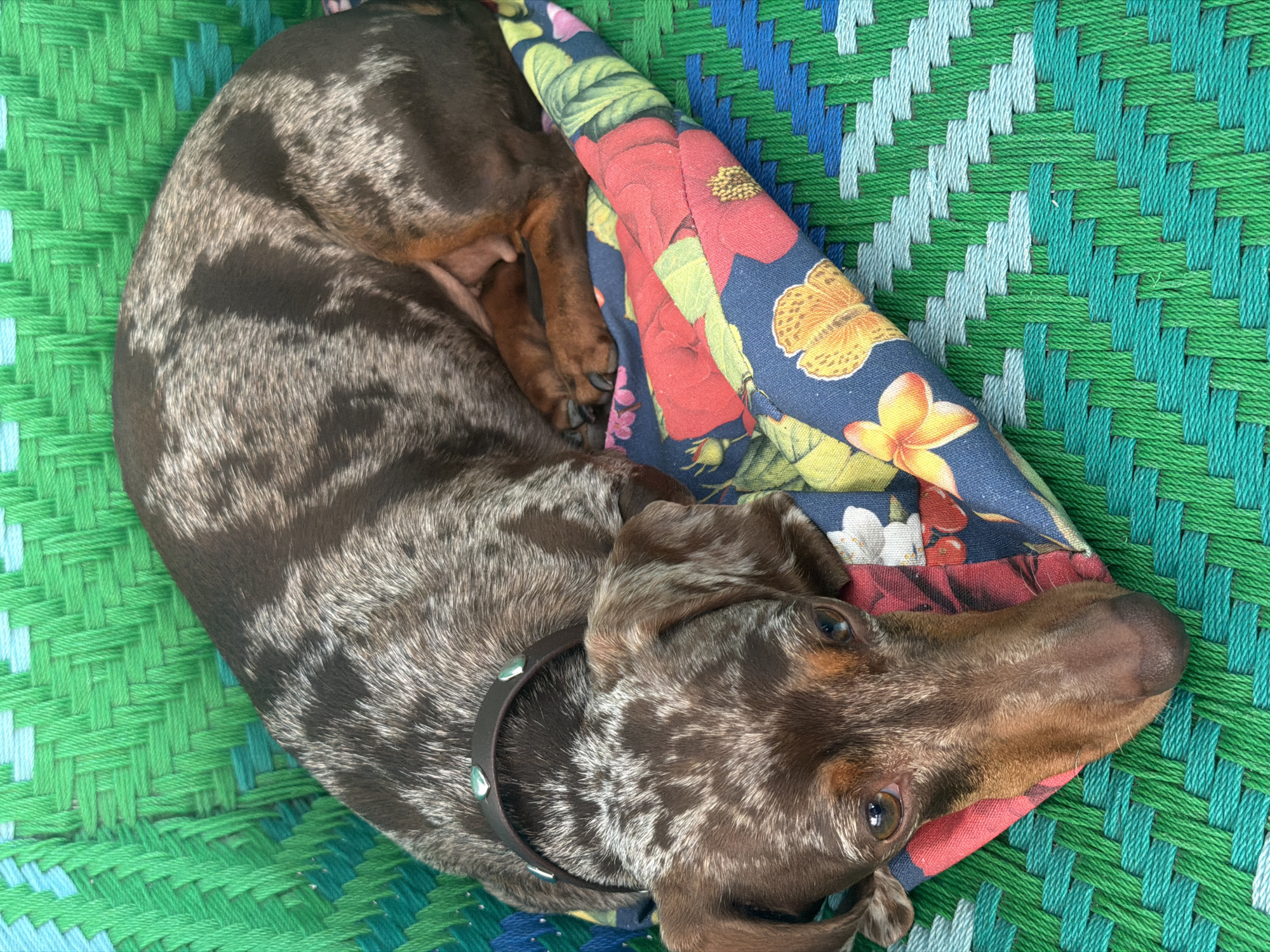 Dachshund rests at Milan café during evening hours