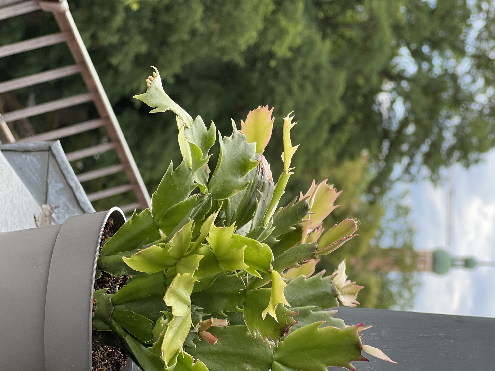 Rooftop views and balcony life in Straubing on a cloudy morning