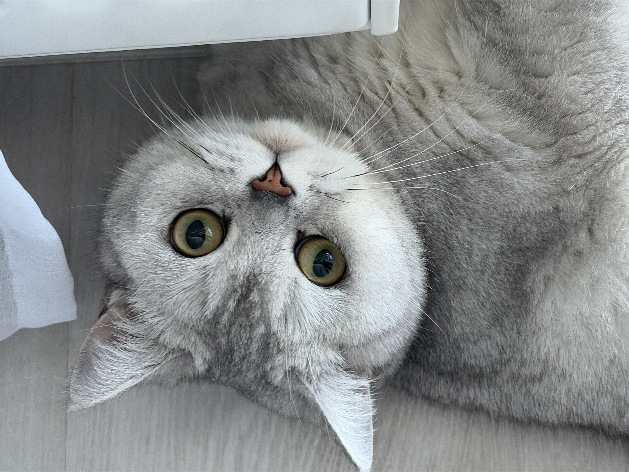 Gray tabby cat documented resting indoors in Izhevsk apartment