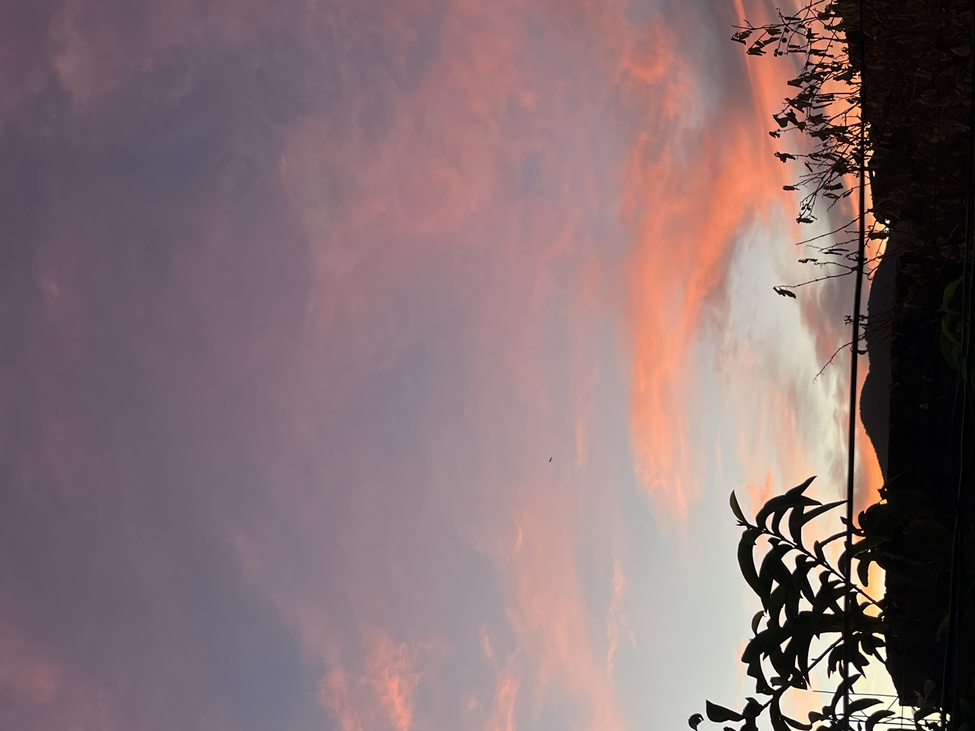 Backyard animals and sunset skies in Juan Griego, Venezuela