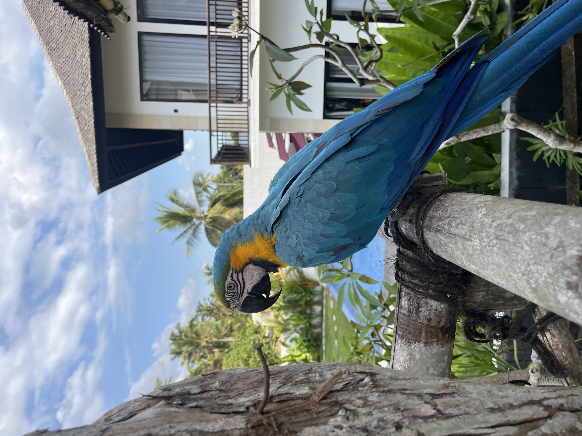 Blue and gold macaw cracks open a coconut in Tegallalang